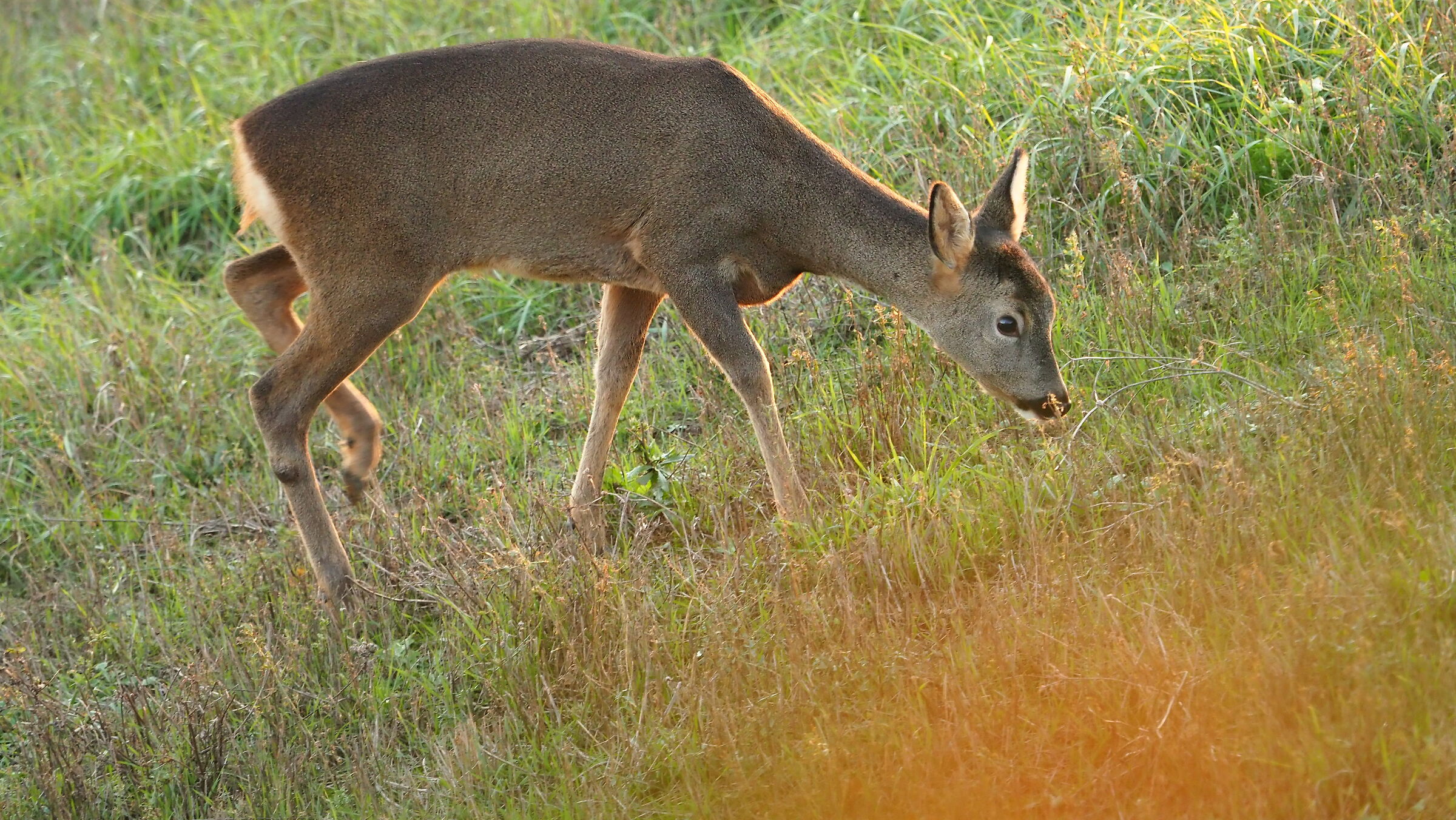 Giovane cCapriolo