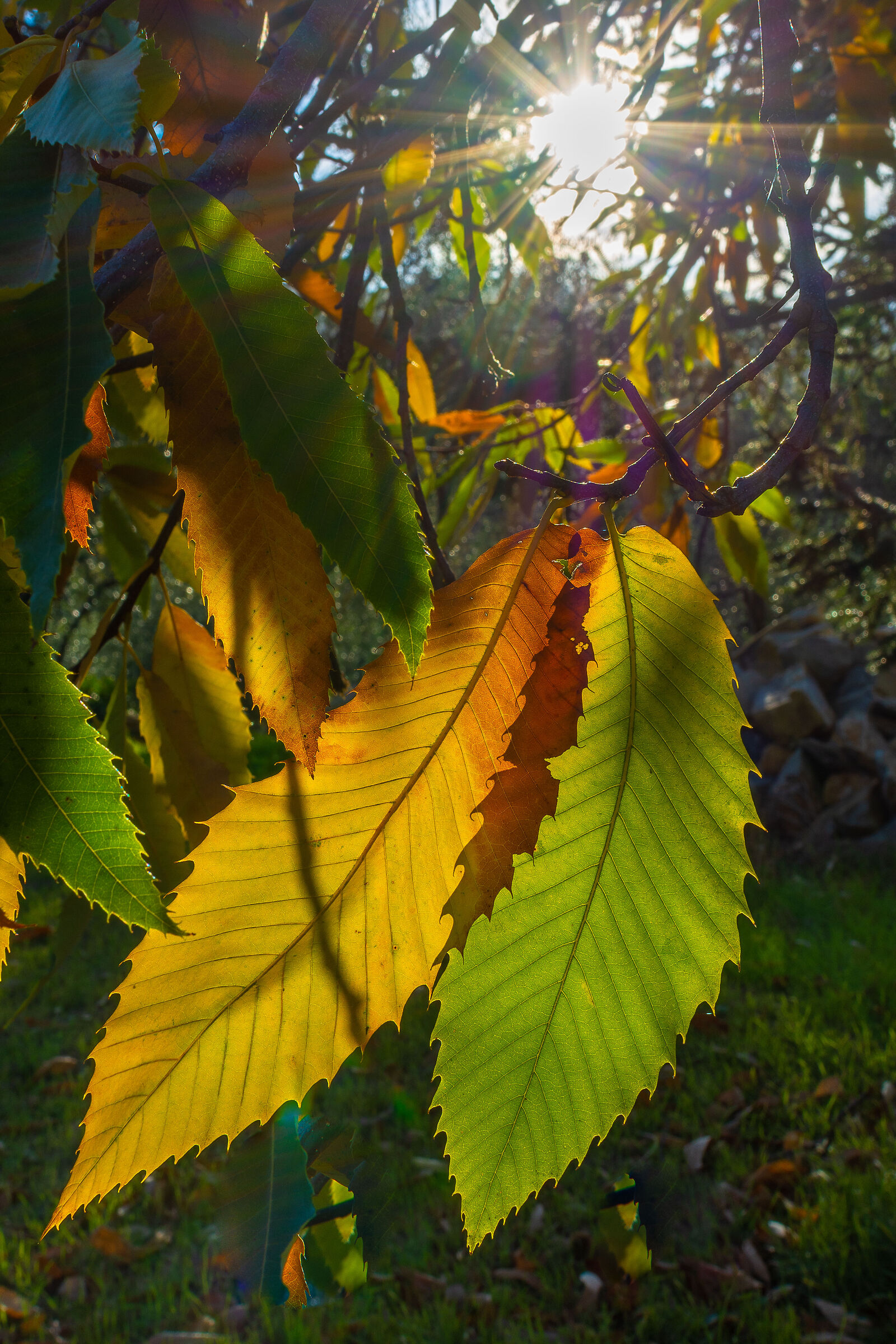 Foglie autunnali in controluce