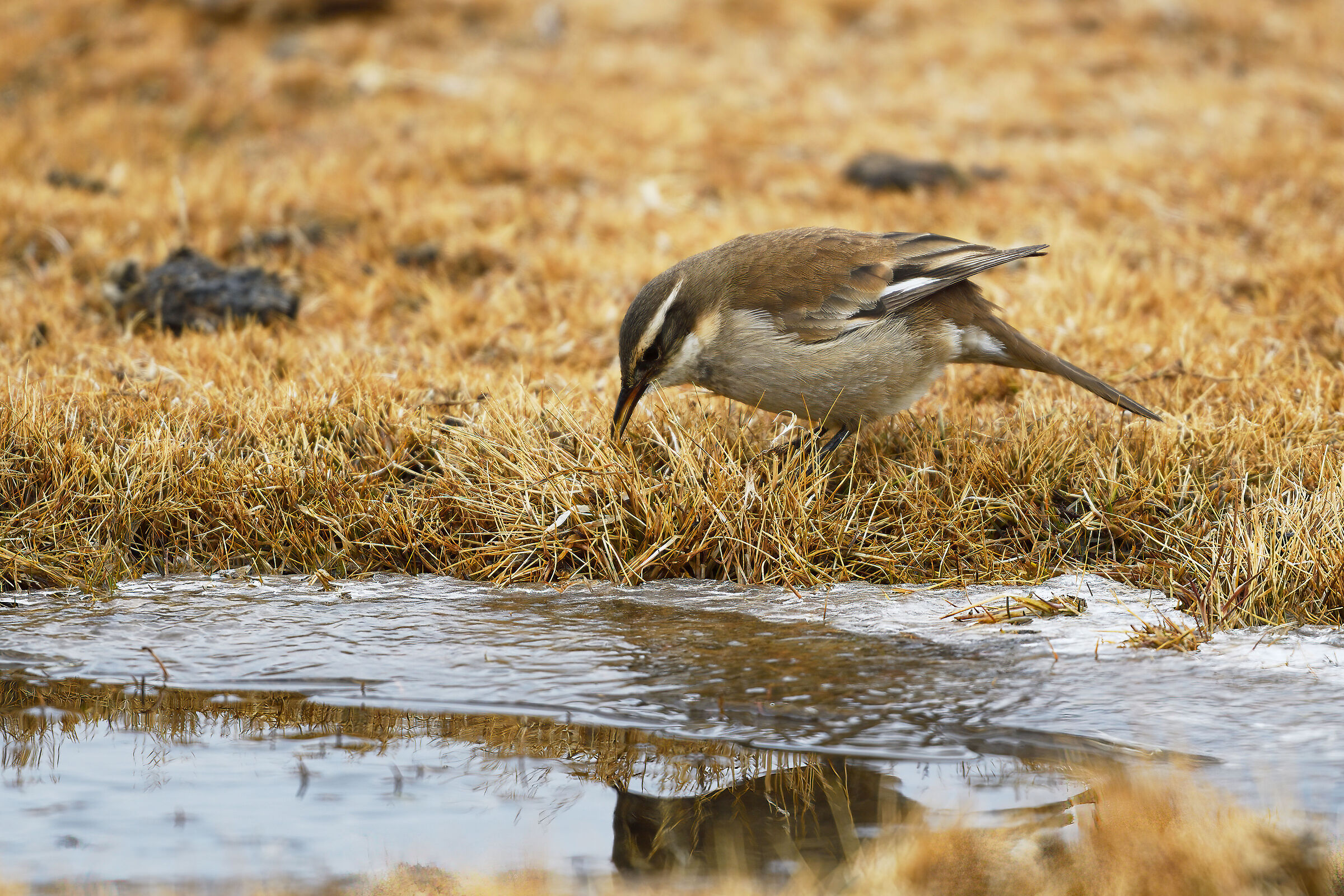 Cream-winged Cinclodes (Cinclodes albiventris)