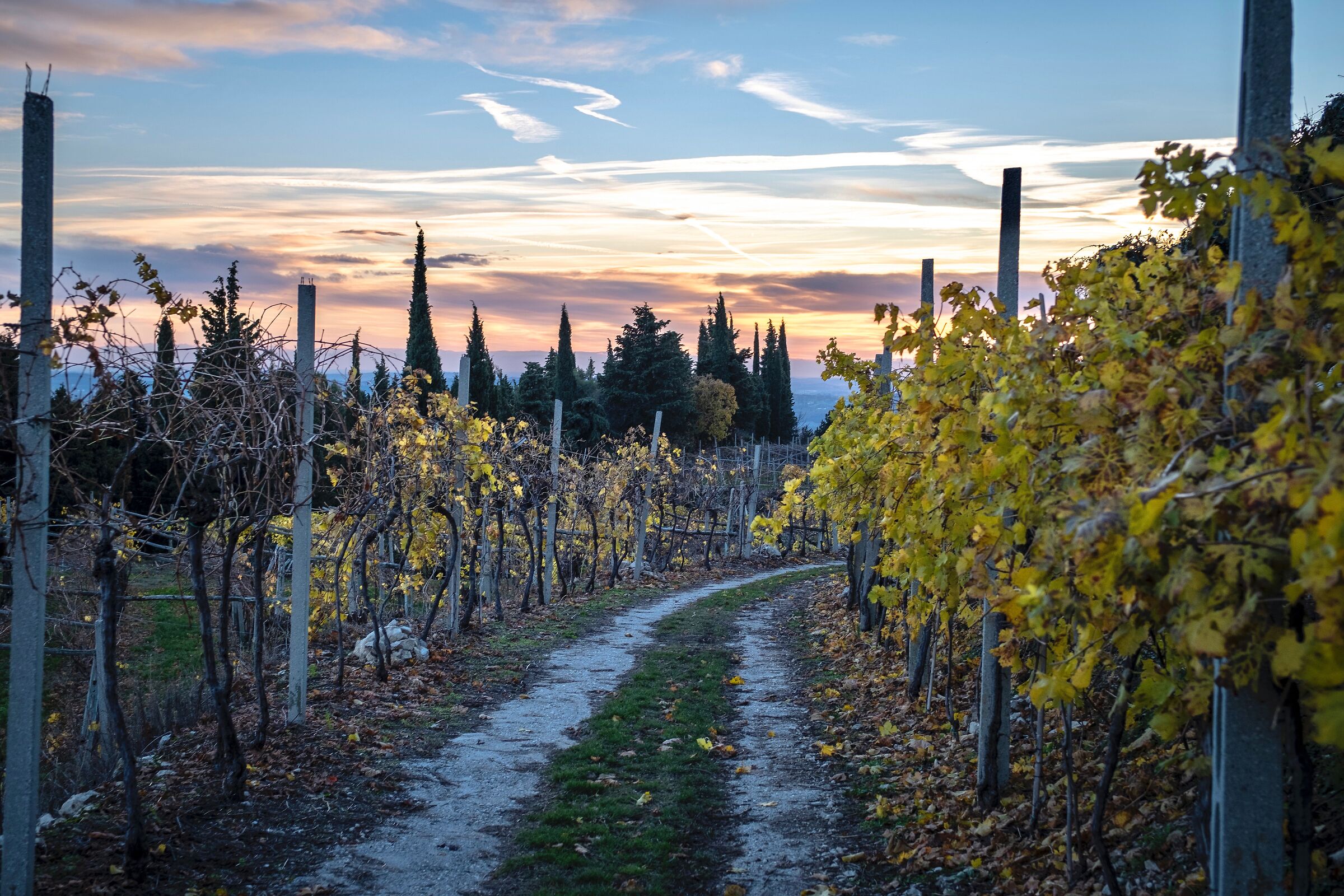 Tra le vigne