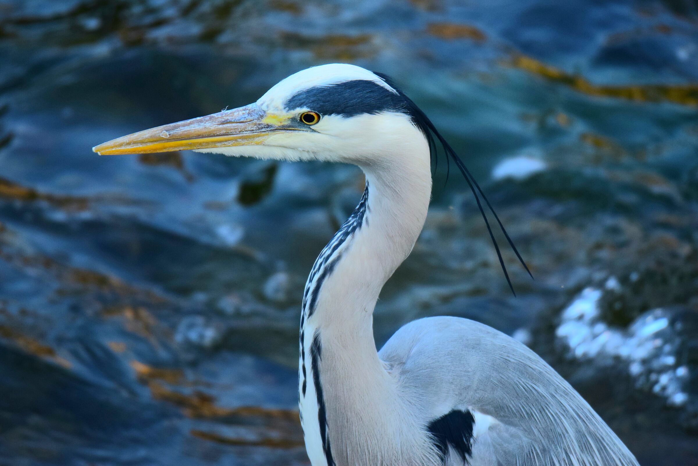 Airone cenerino in attesa del pesce
