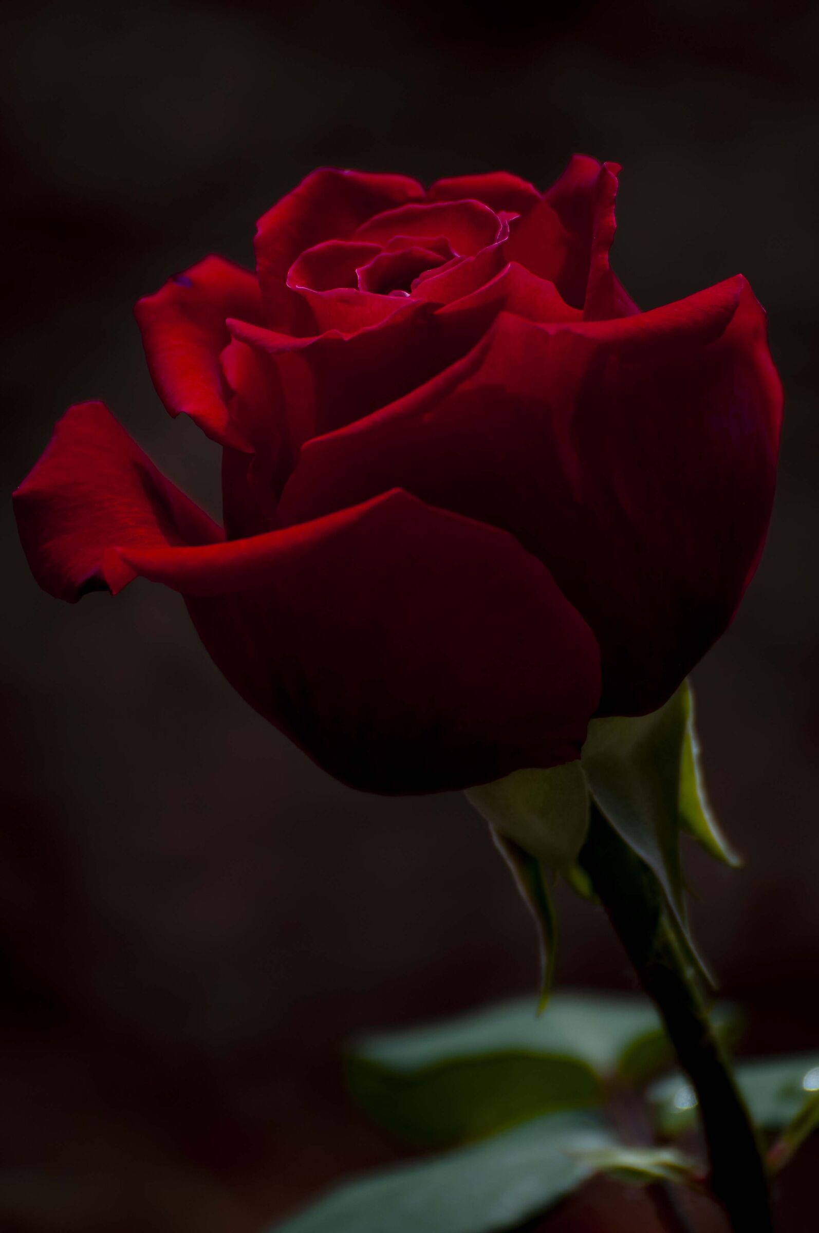 La stessa identica rosa