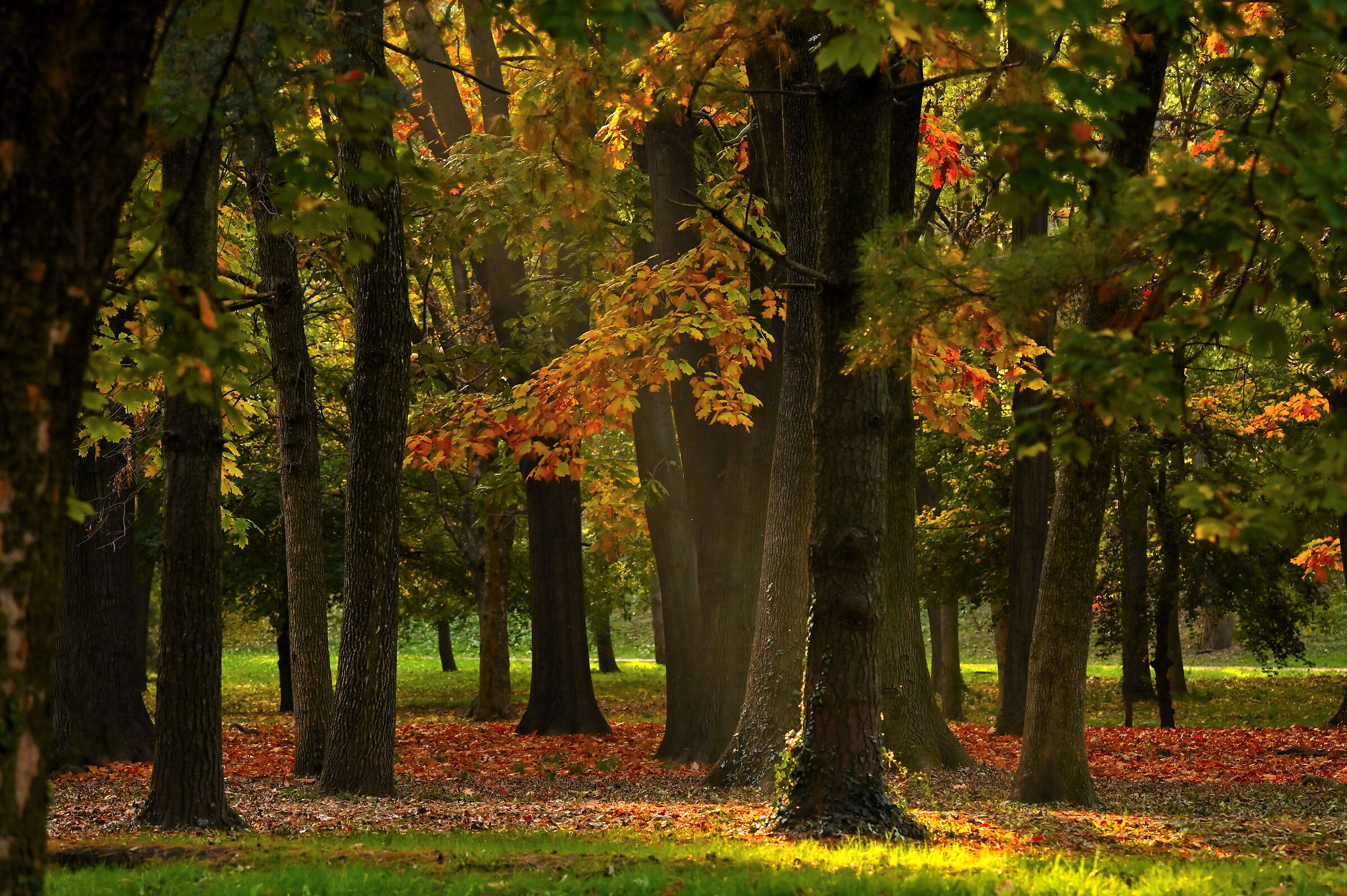 Autumn