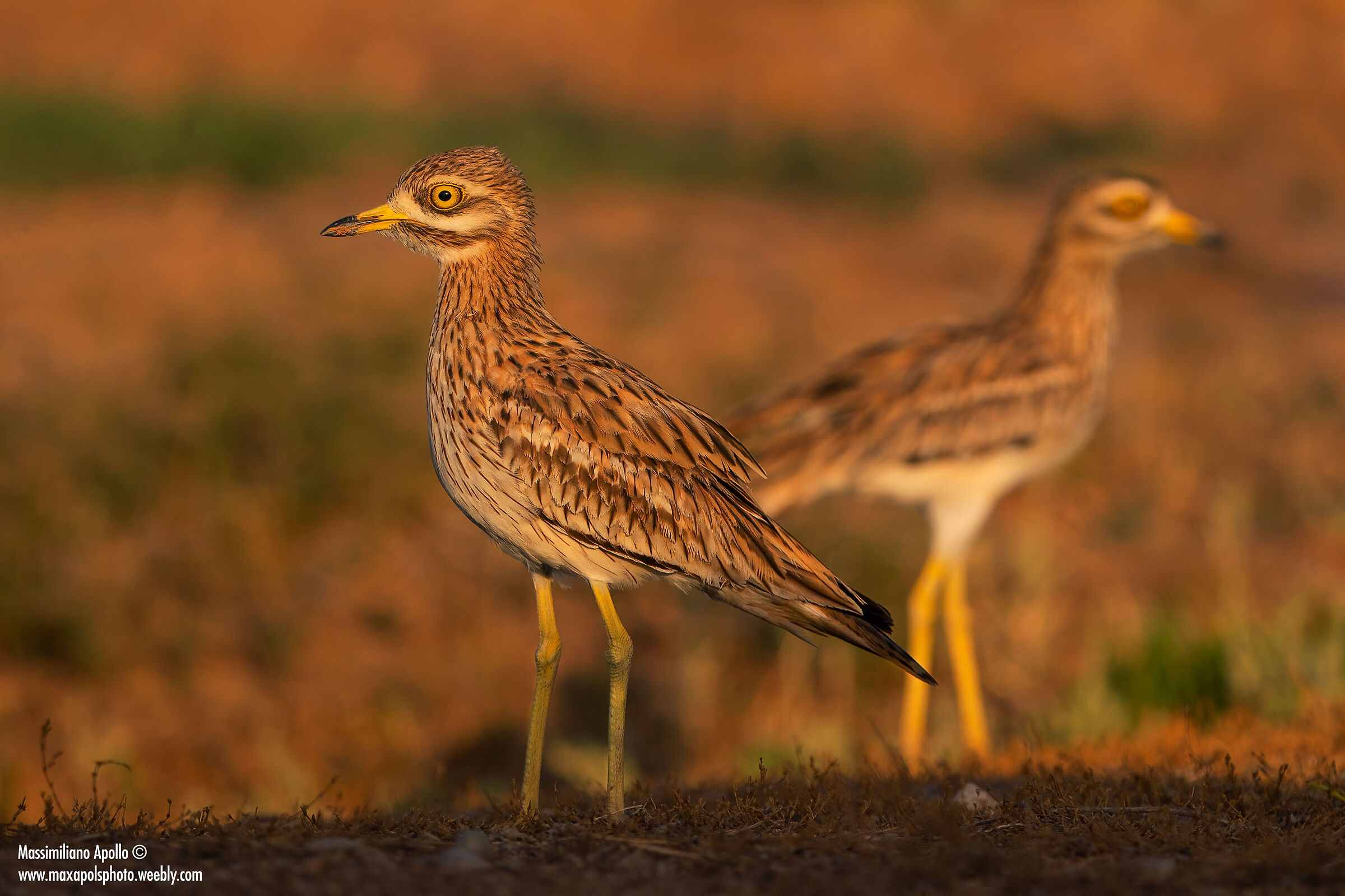 "Ciù occhi..oni, is mei che uan"