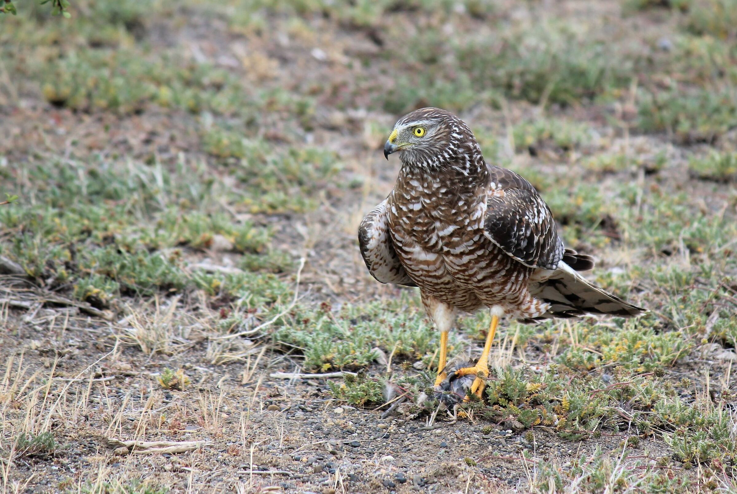 THE END OF THE TYRANT