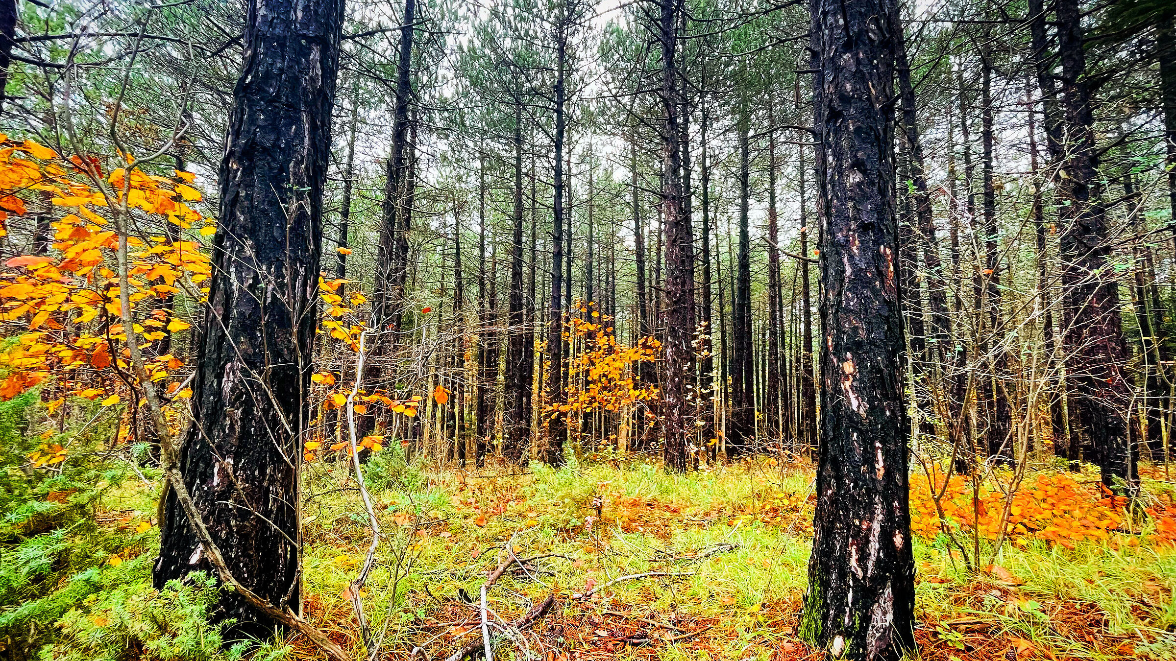 Autunno sulle Cesane