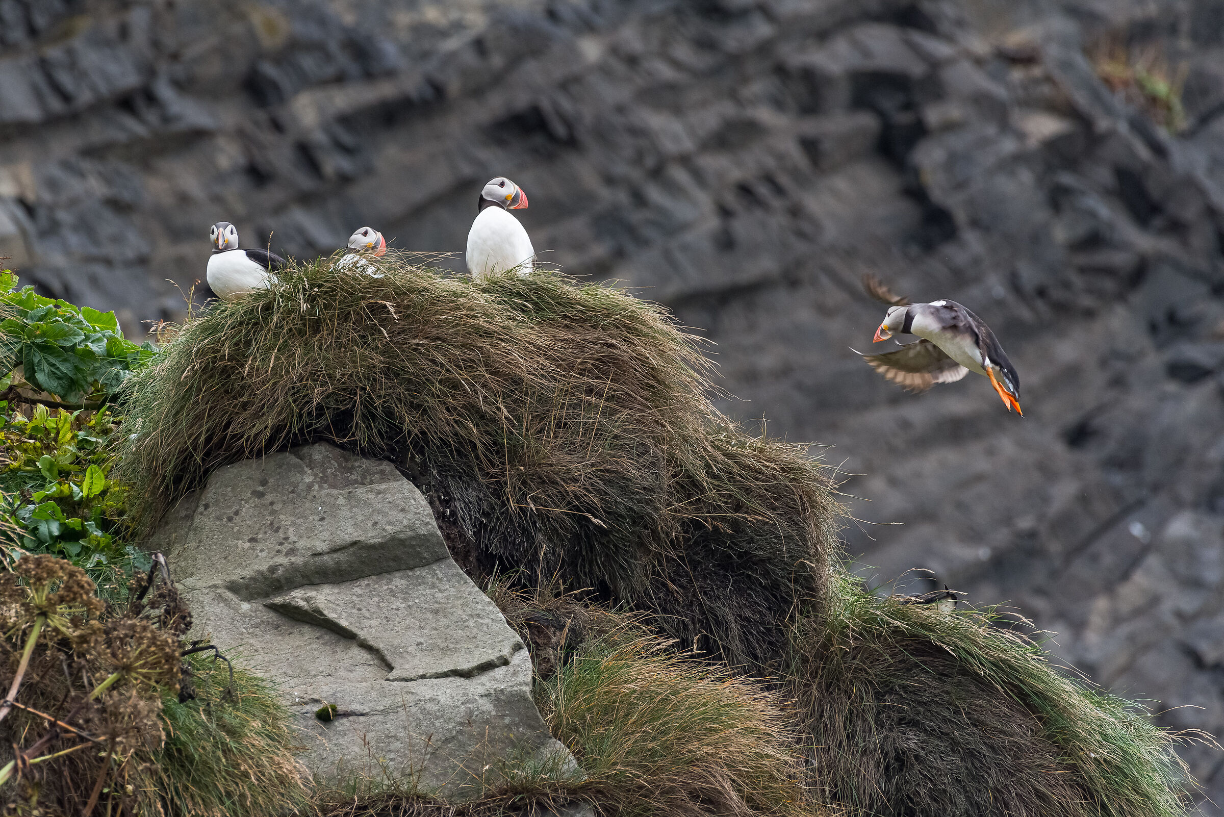Puffins