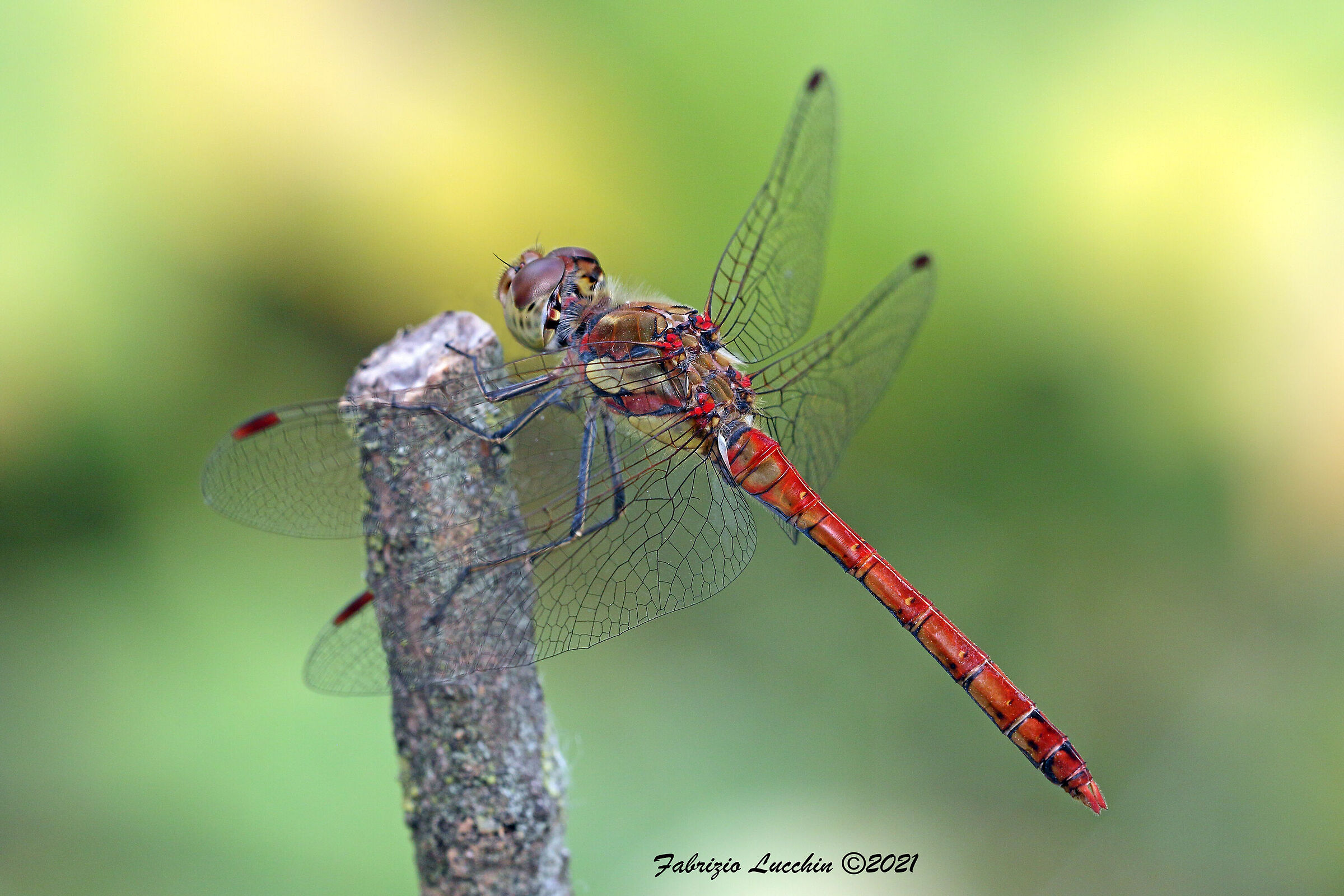 Sympetrum striolatum