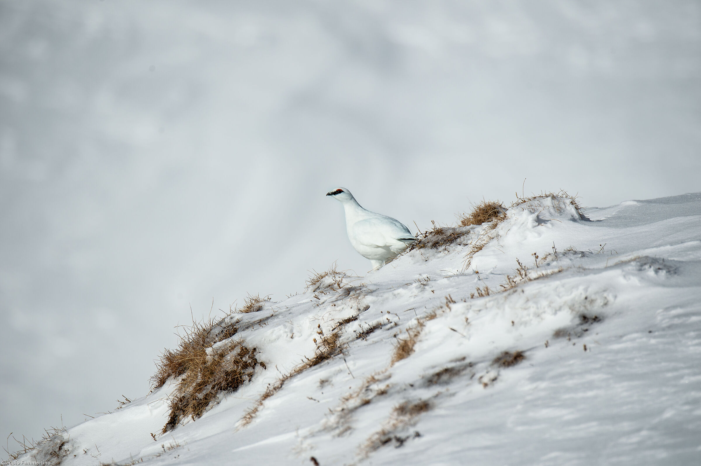 Ptarmigan