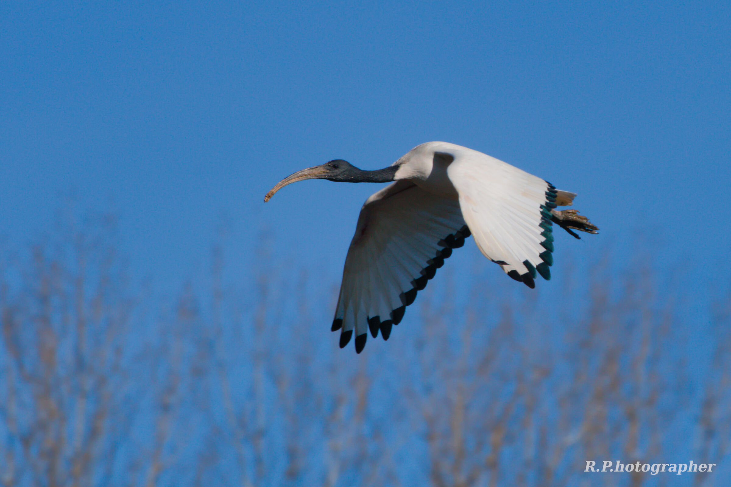 Ibis sacro (Threskiornis aethiopicus)