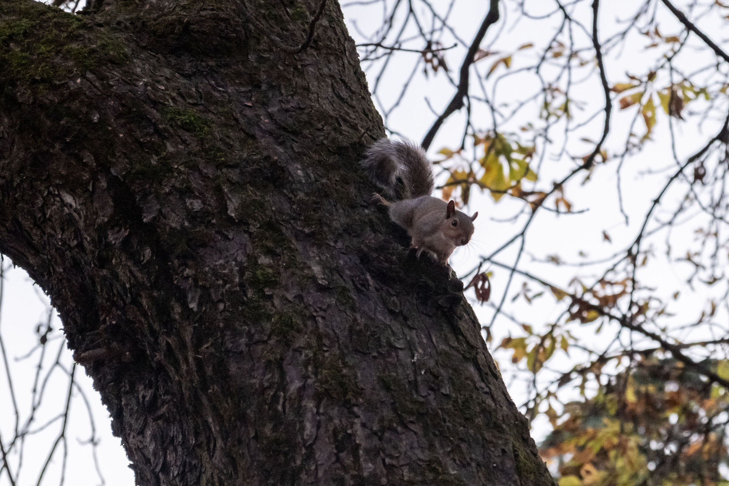 Sempione Park - Milan