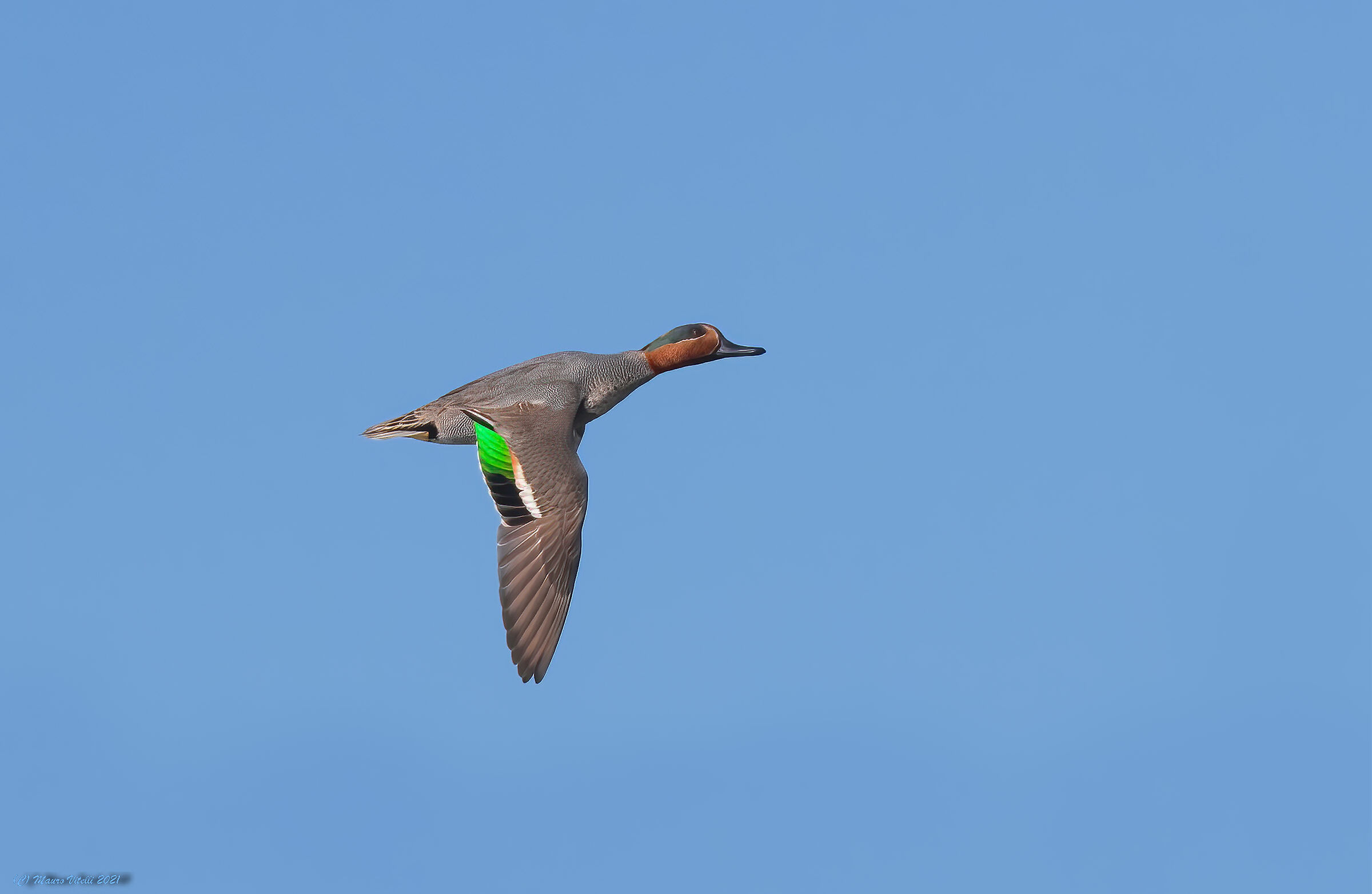 Teal (Anas crecca)