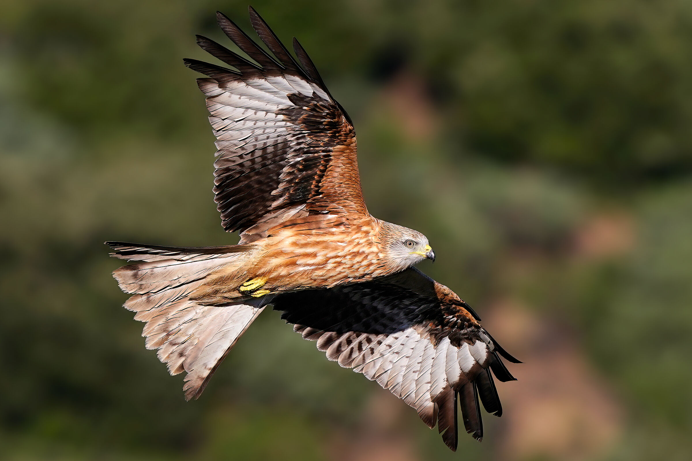 Red kite