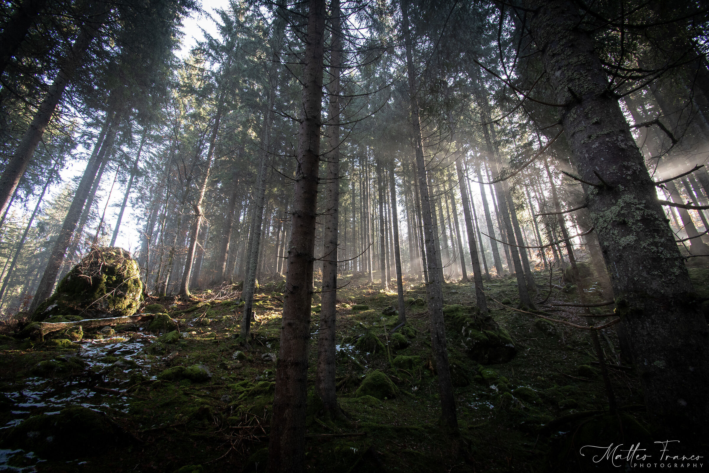 the undergrowth