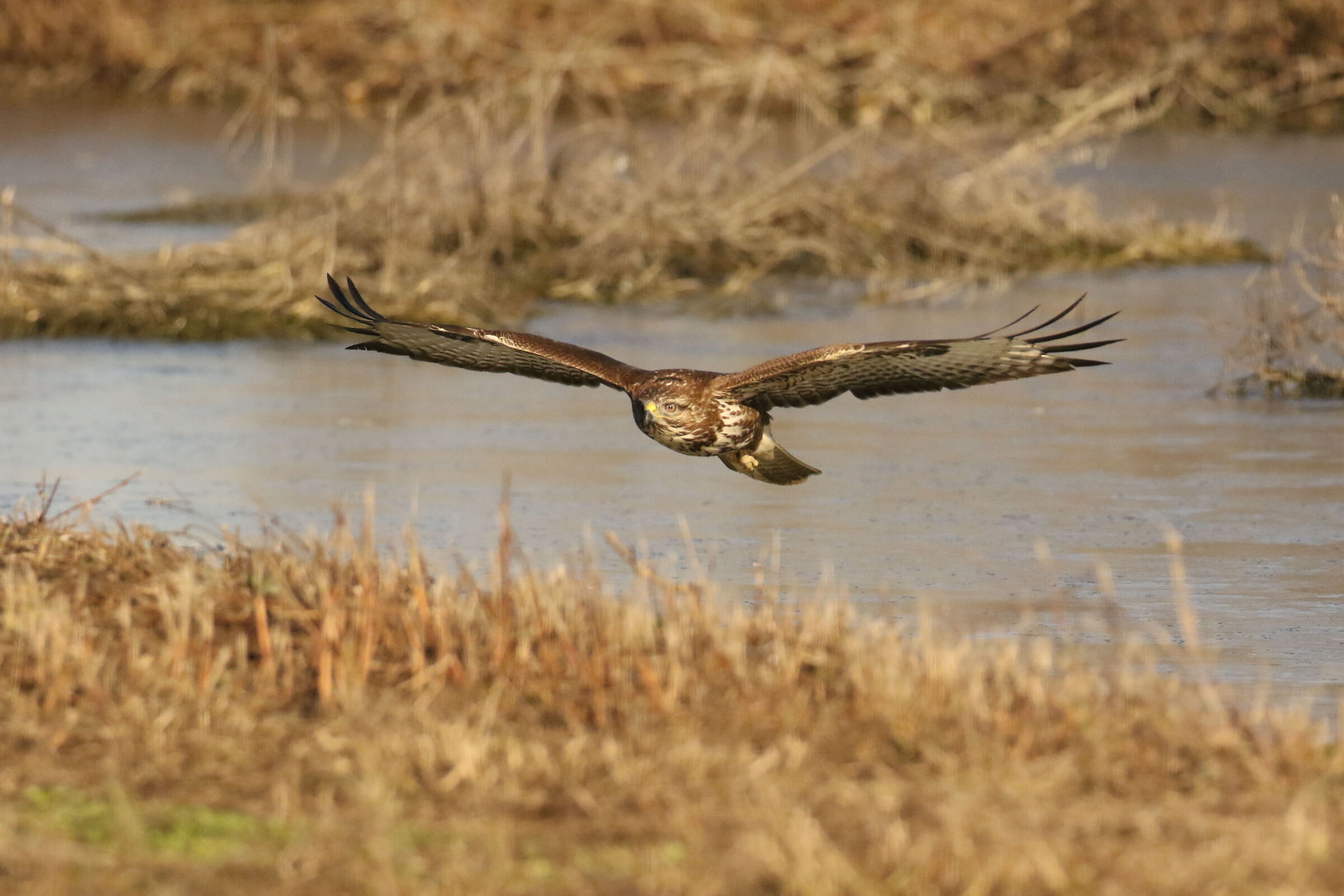 Buzzard - Vercelli - 30/11/2021