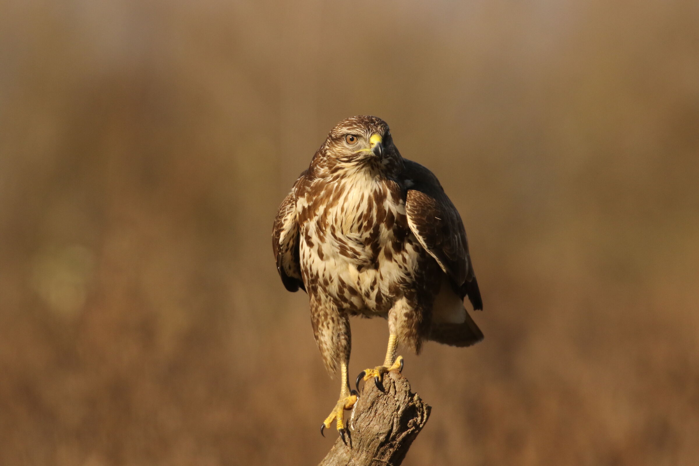 Buzzard - Vercelli - 30/11/2021