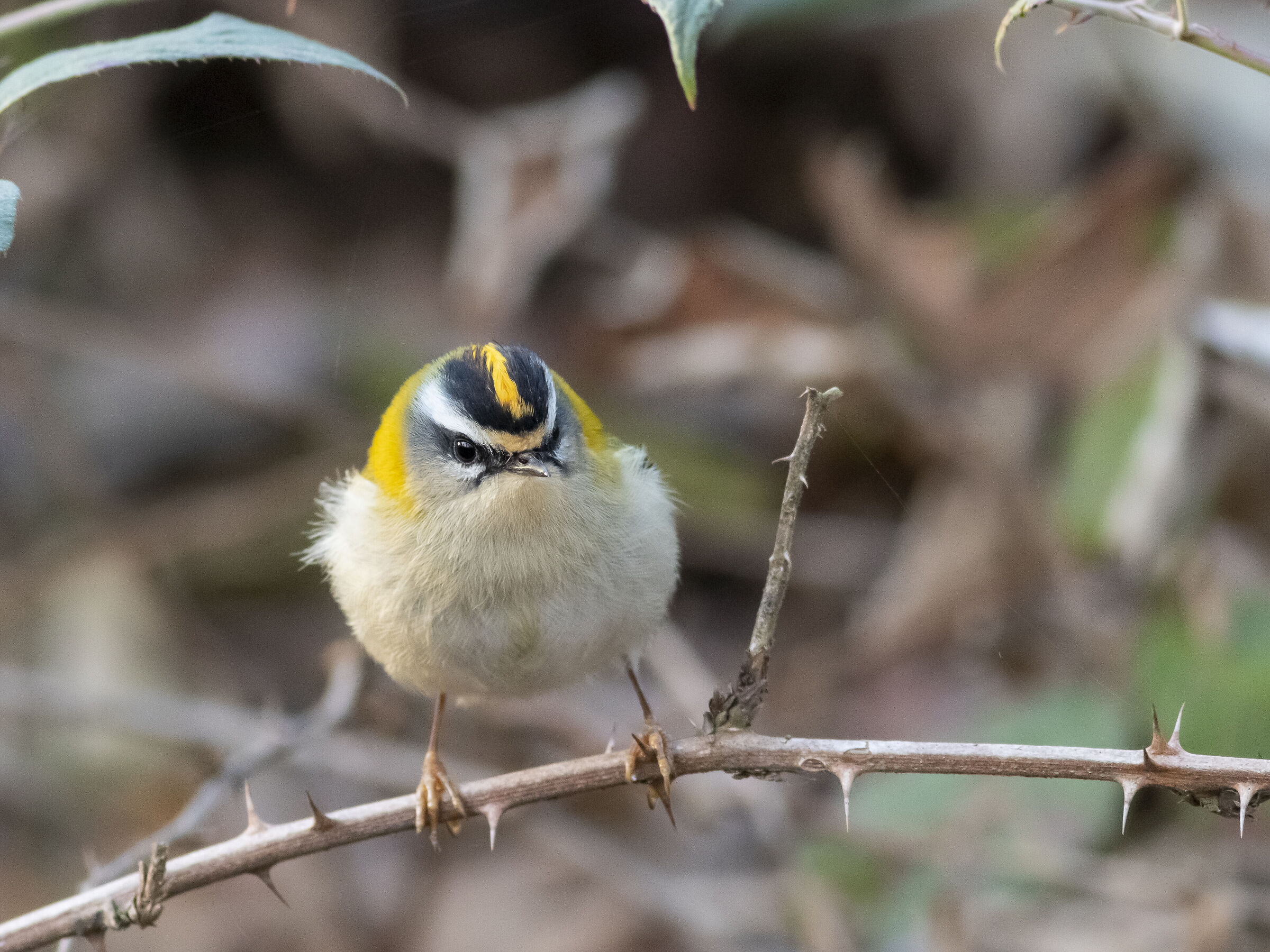 Firecrest