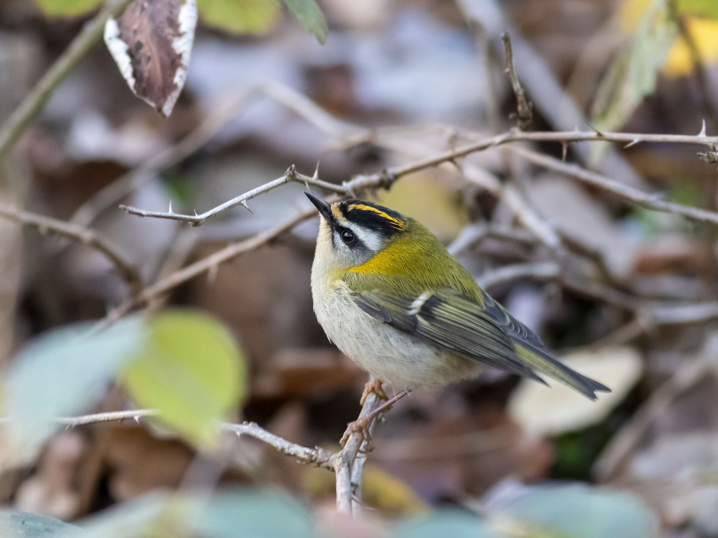 Firecrest