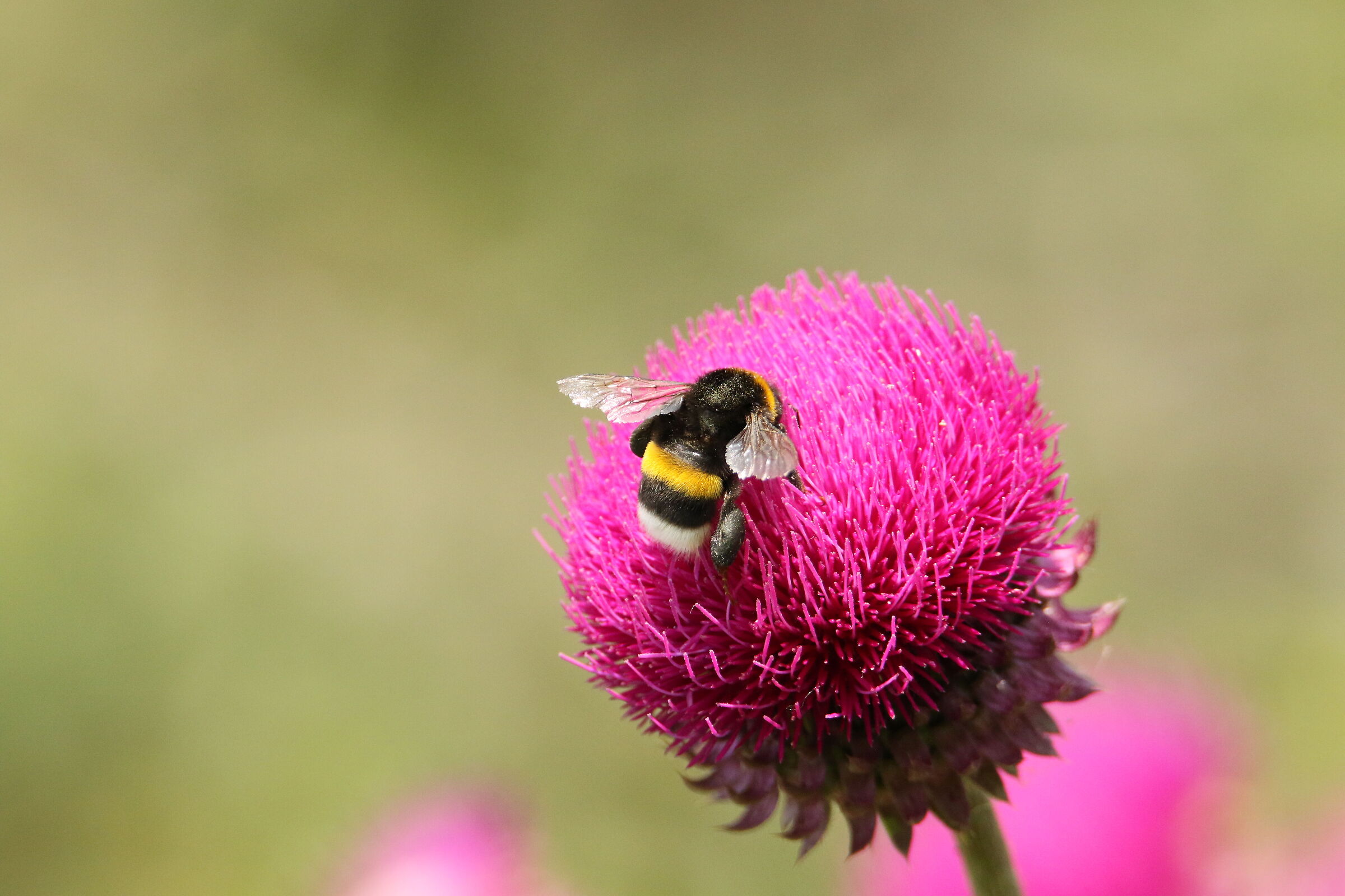 Bumblebee on the river Adda