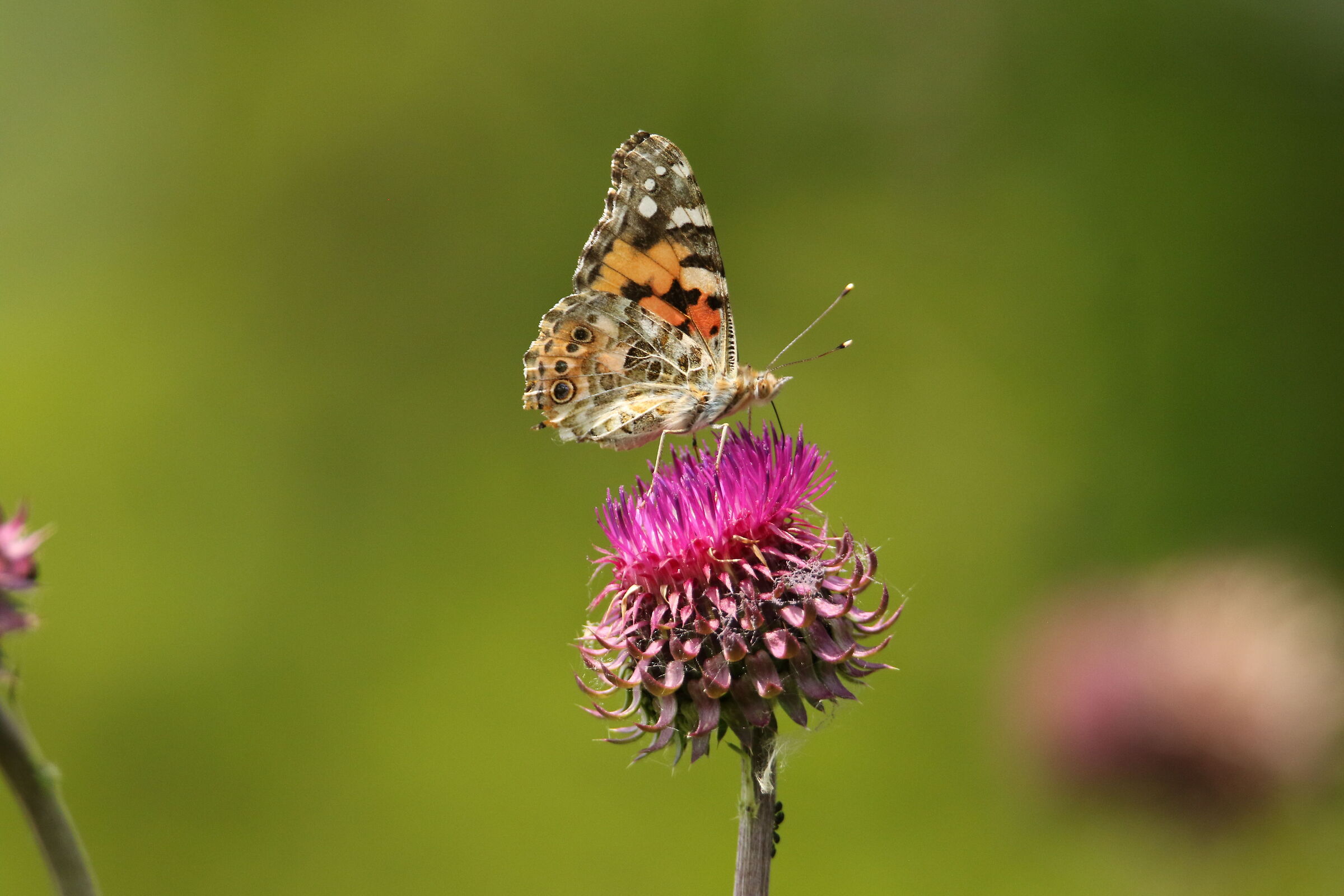 Butterfly on the river Adda