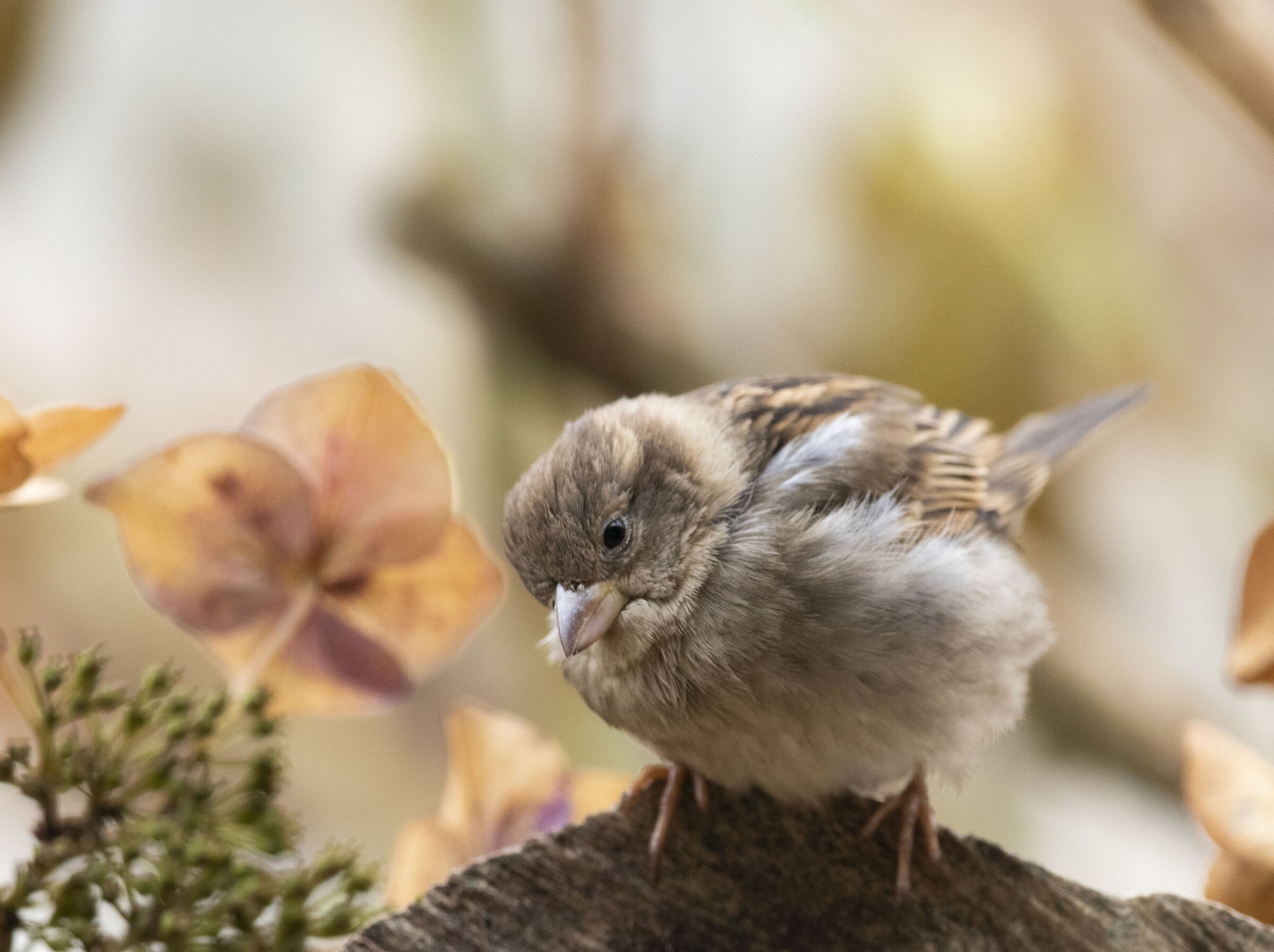 Common sparrow