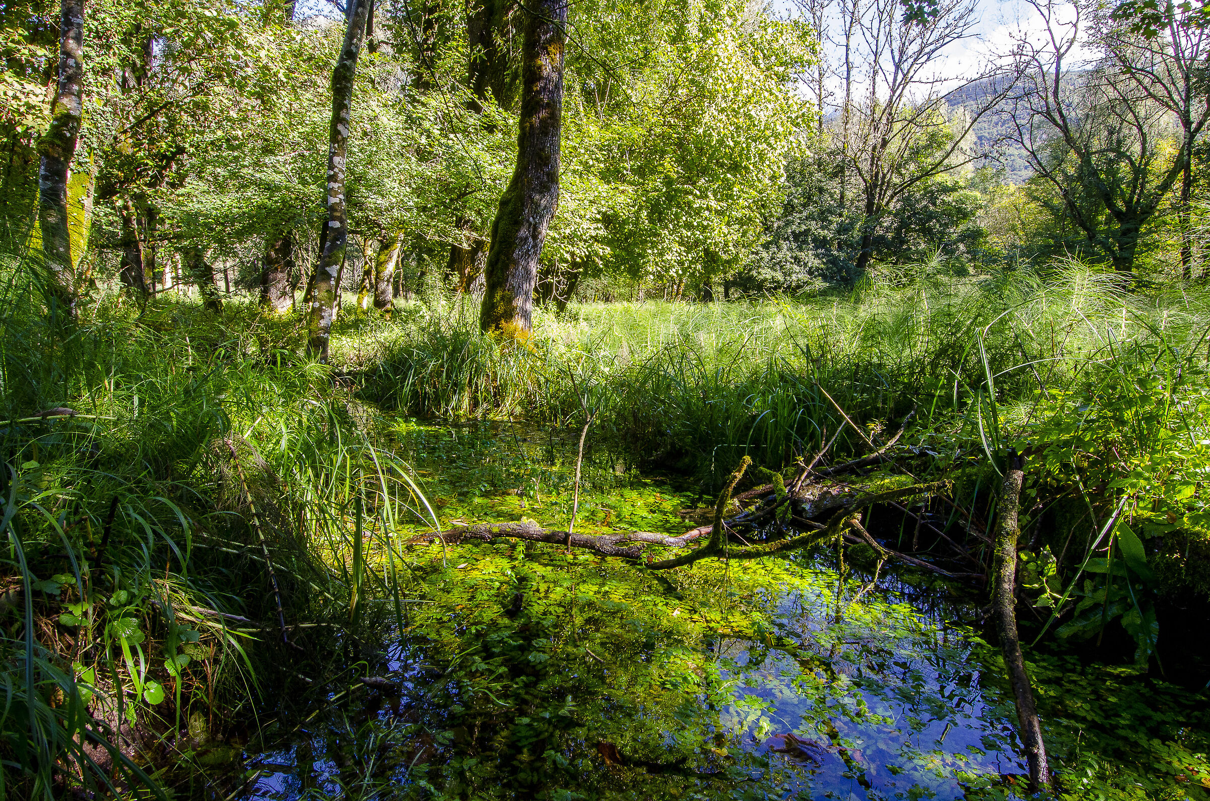 Ruscello nel verde