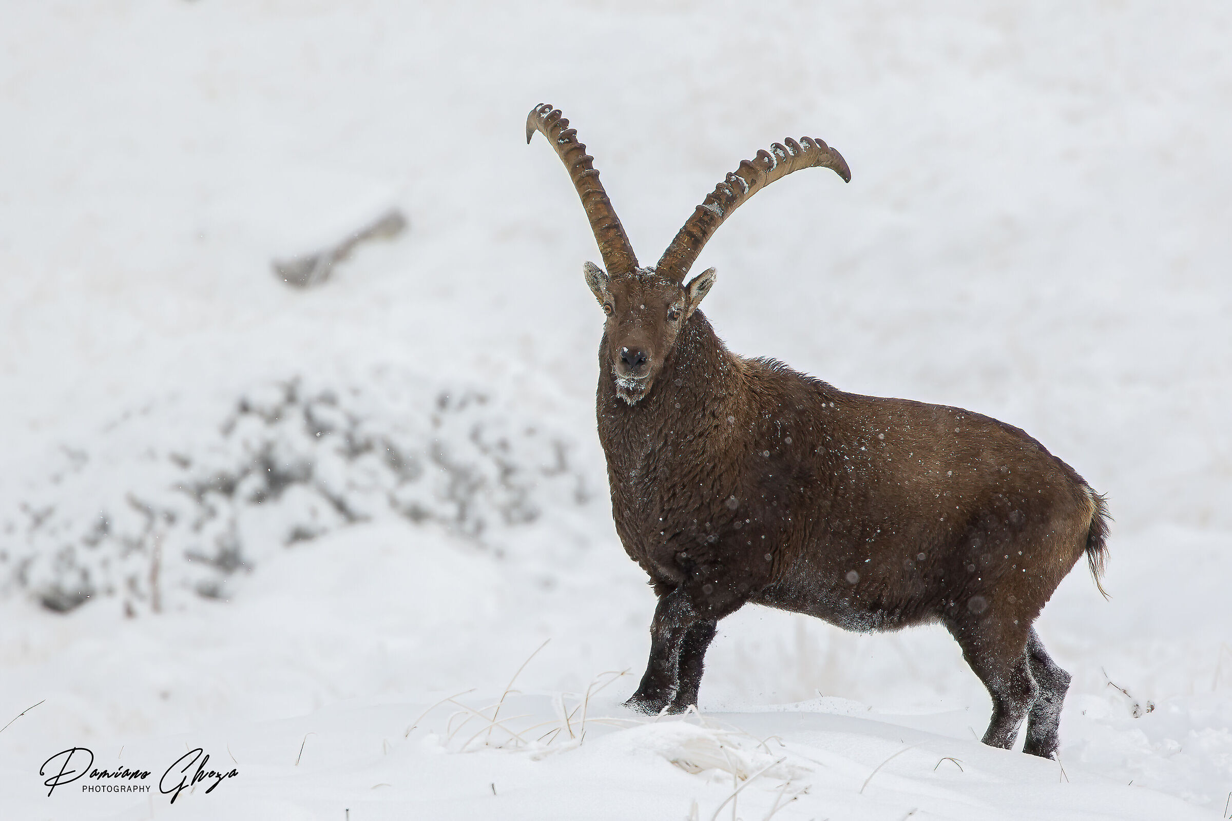 Ibex