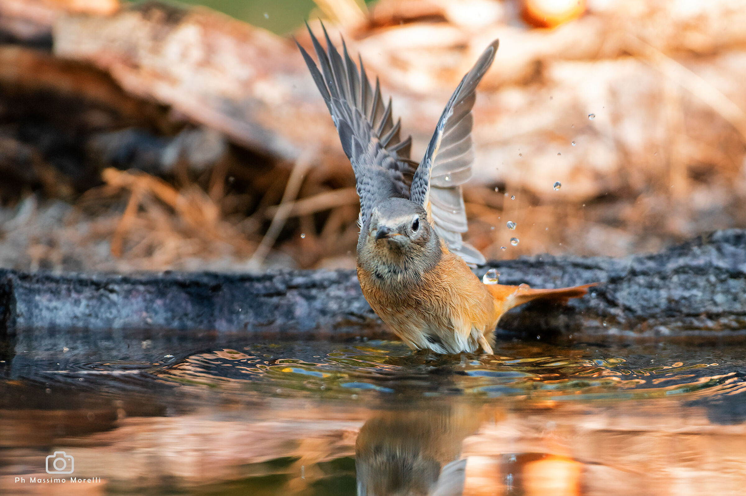 The redstart takes flight