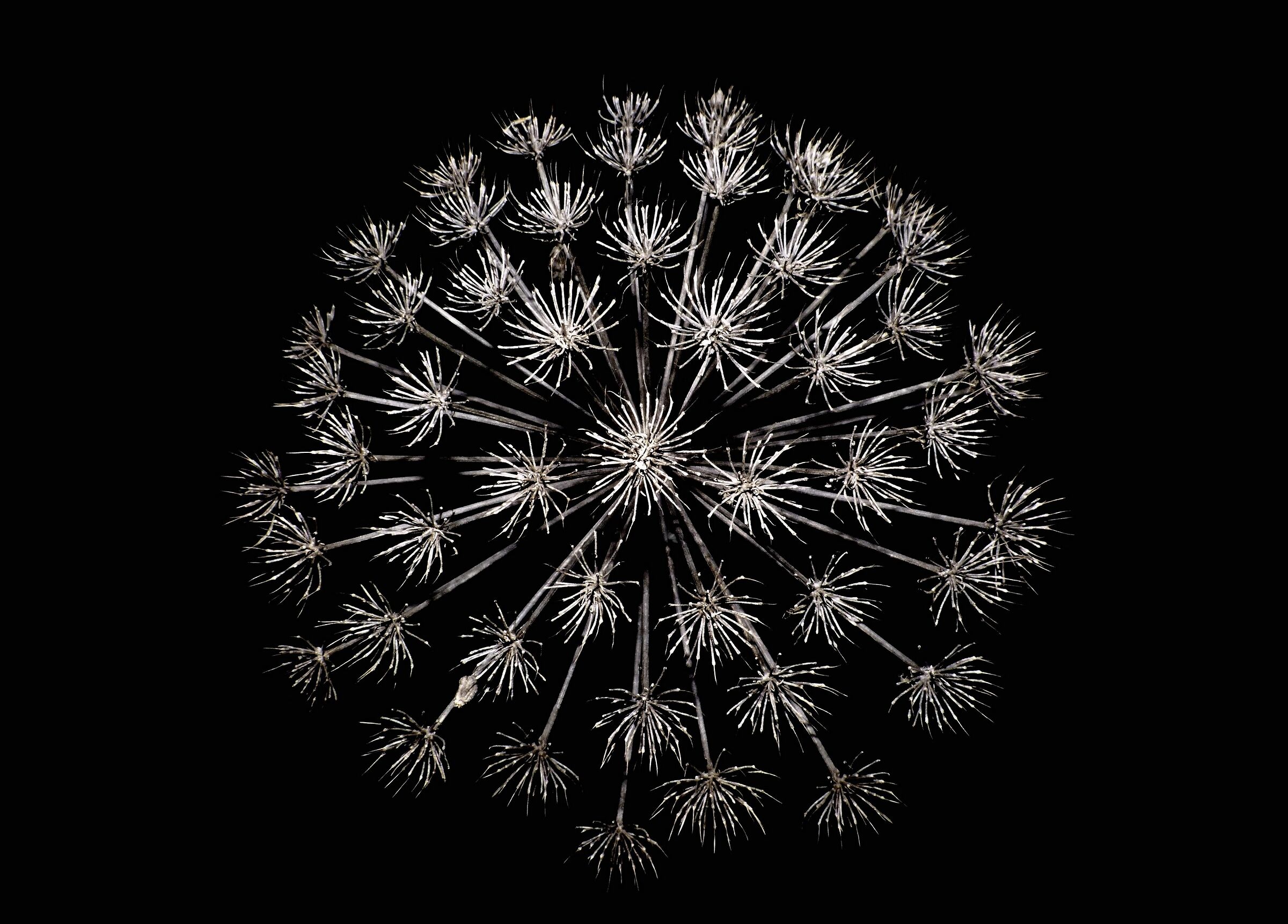 Come un fuoco d'artificio