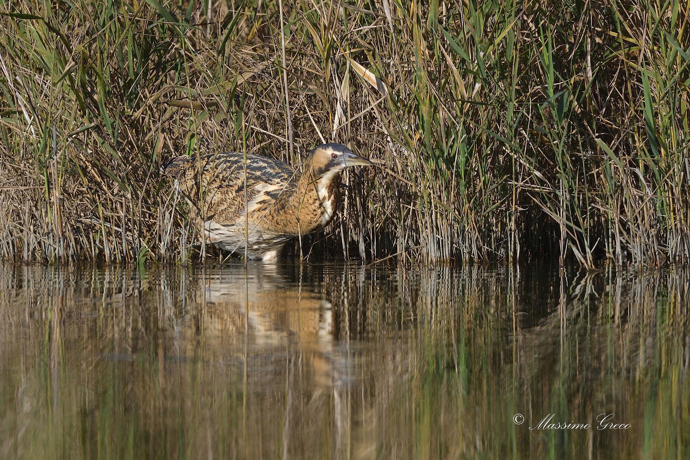 Bittern (Botaurus stellaris)
