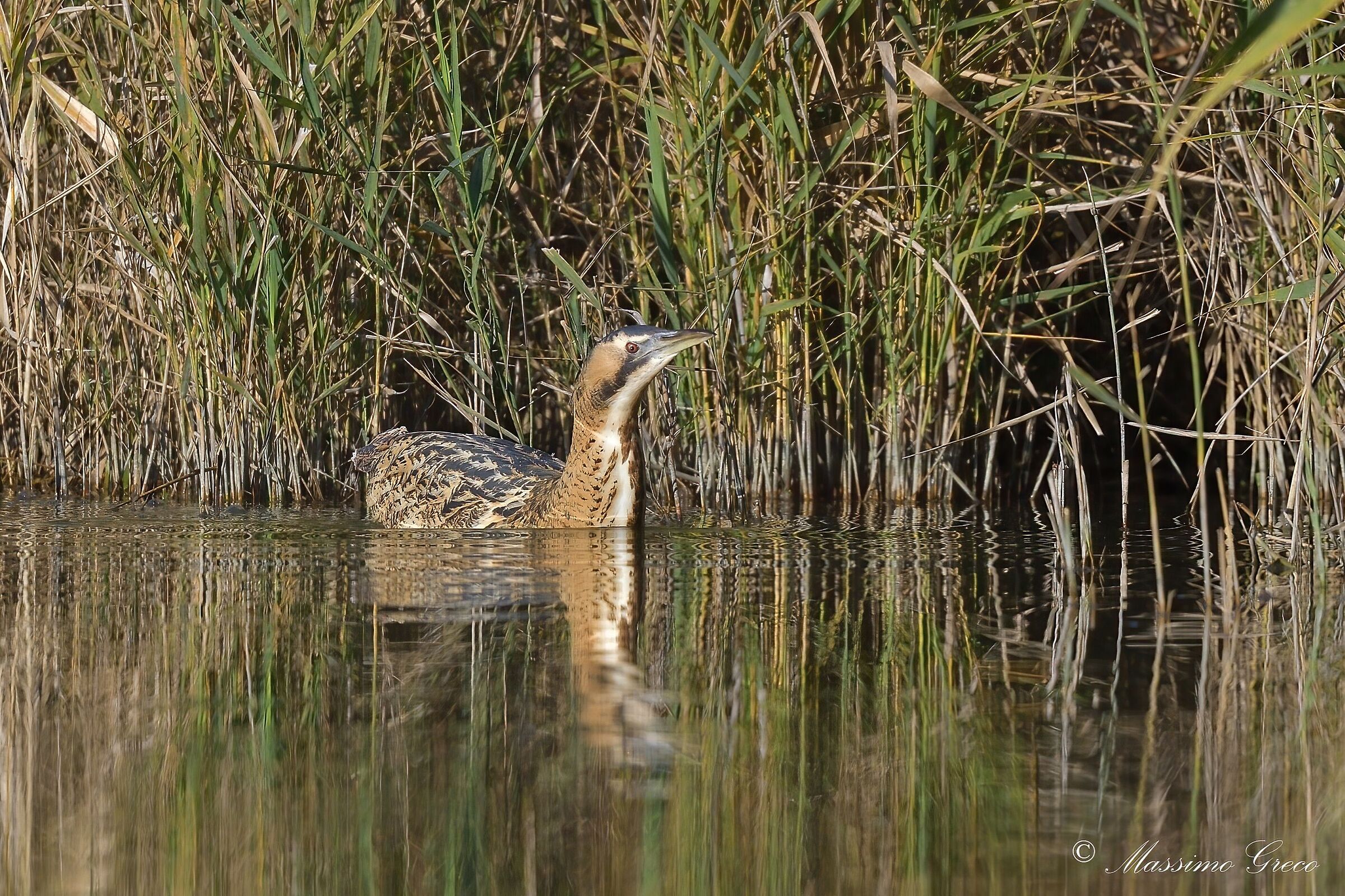 Bittern (Botaurus stellaris)