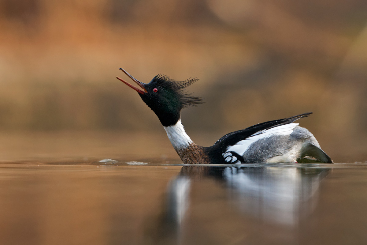Red-breasted Merganser ,Mergus serrator