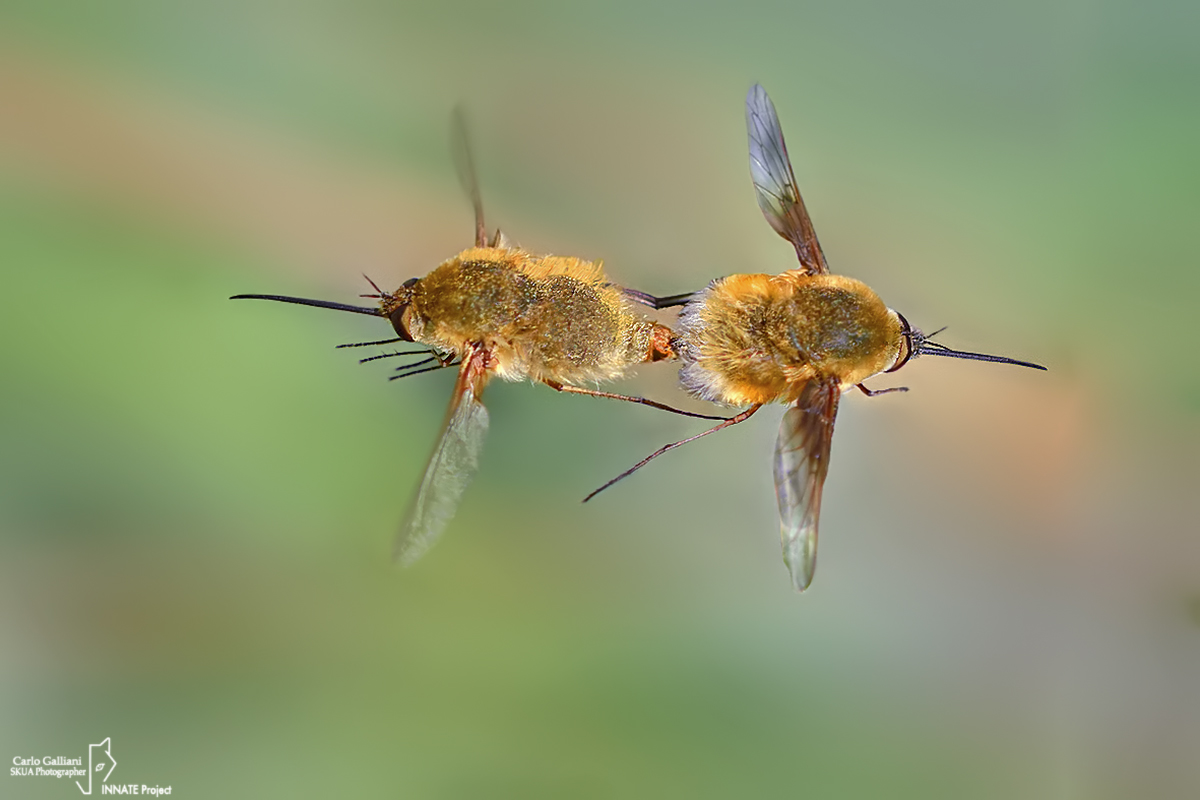 Bombylius sp. sp. Love in flight