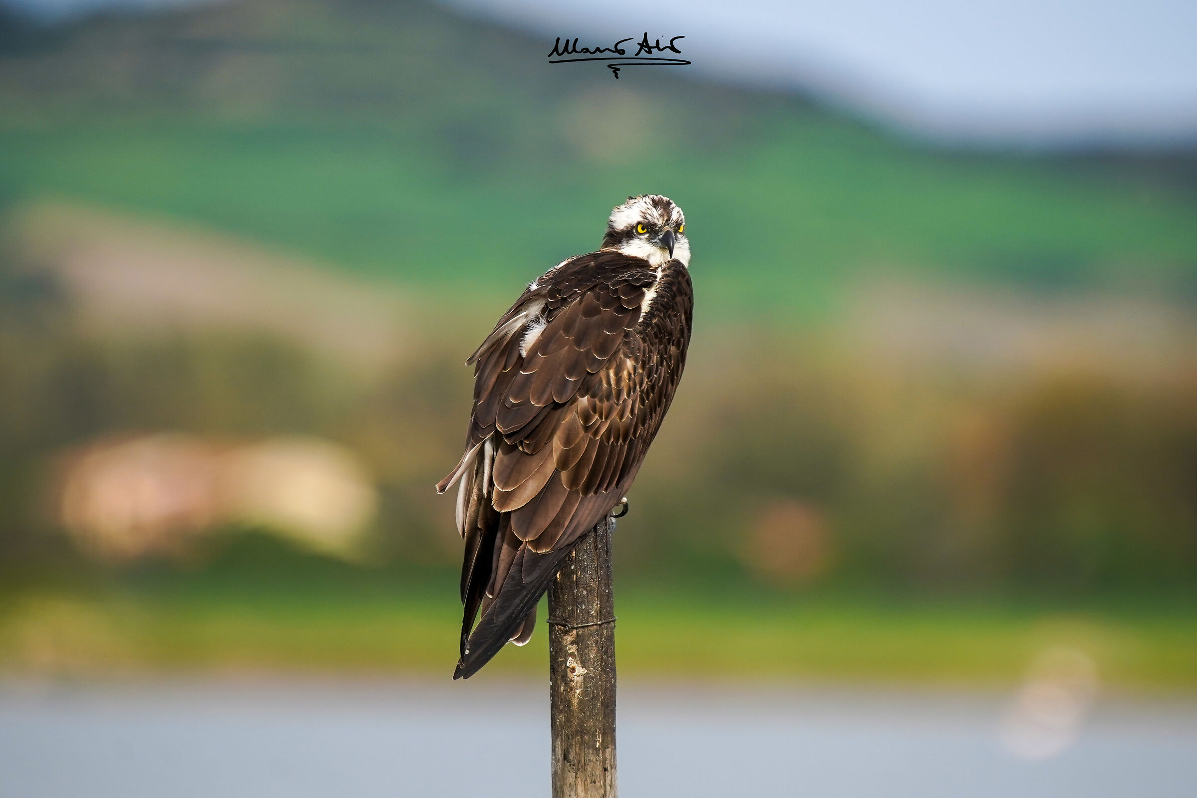 Falco pescatore