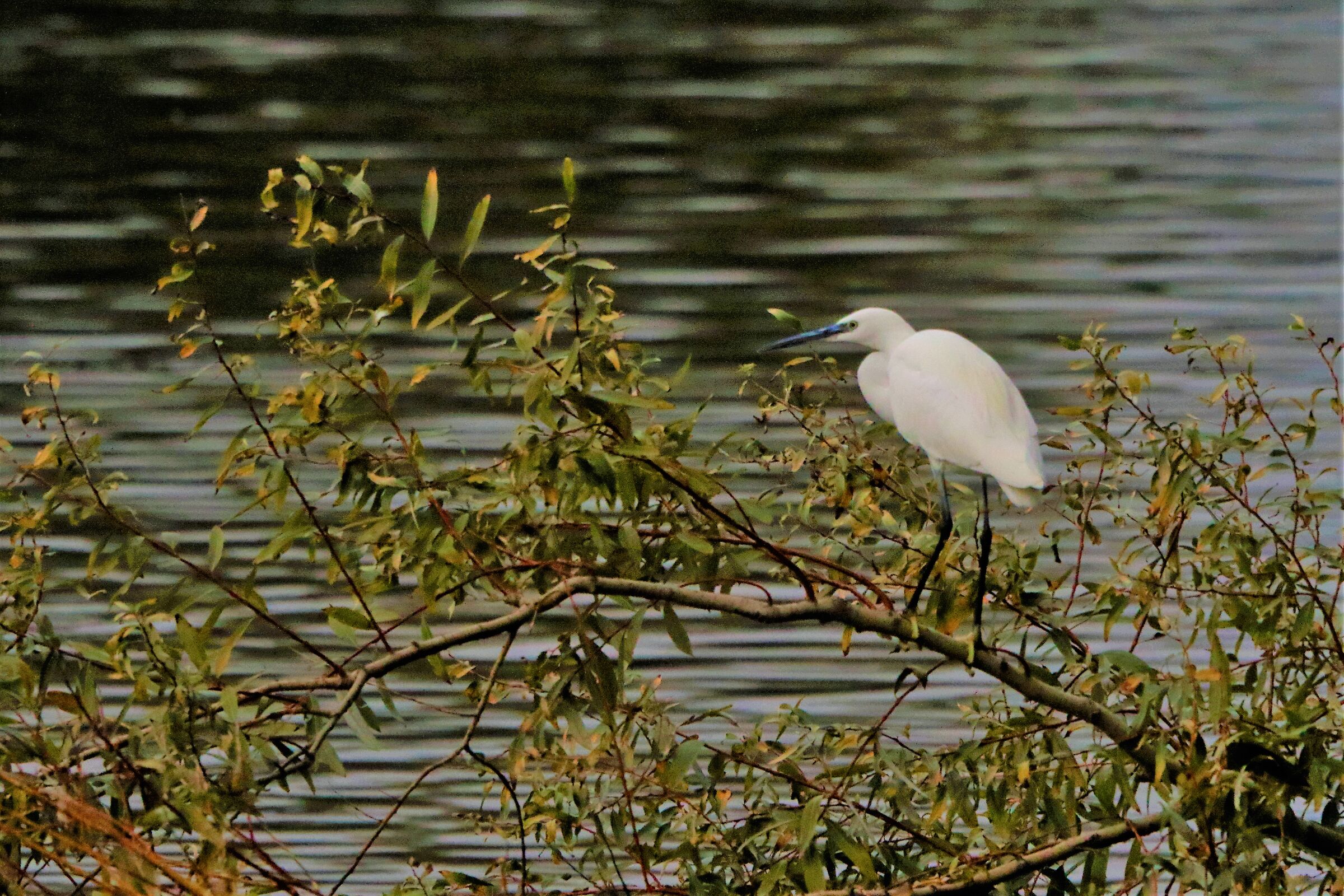 egret