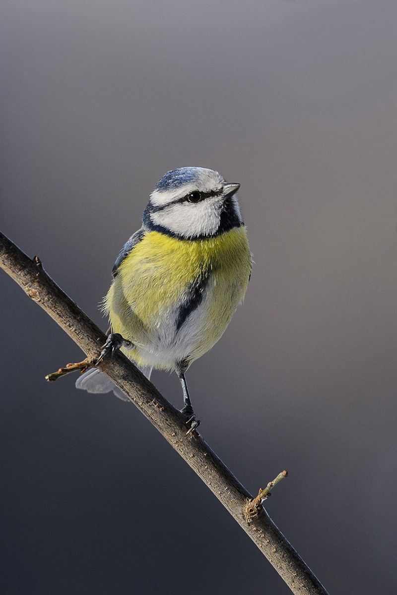 Blue Tit