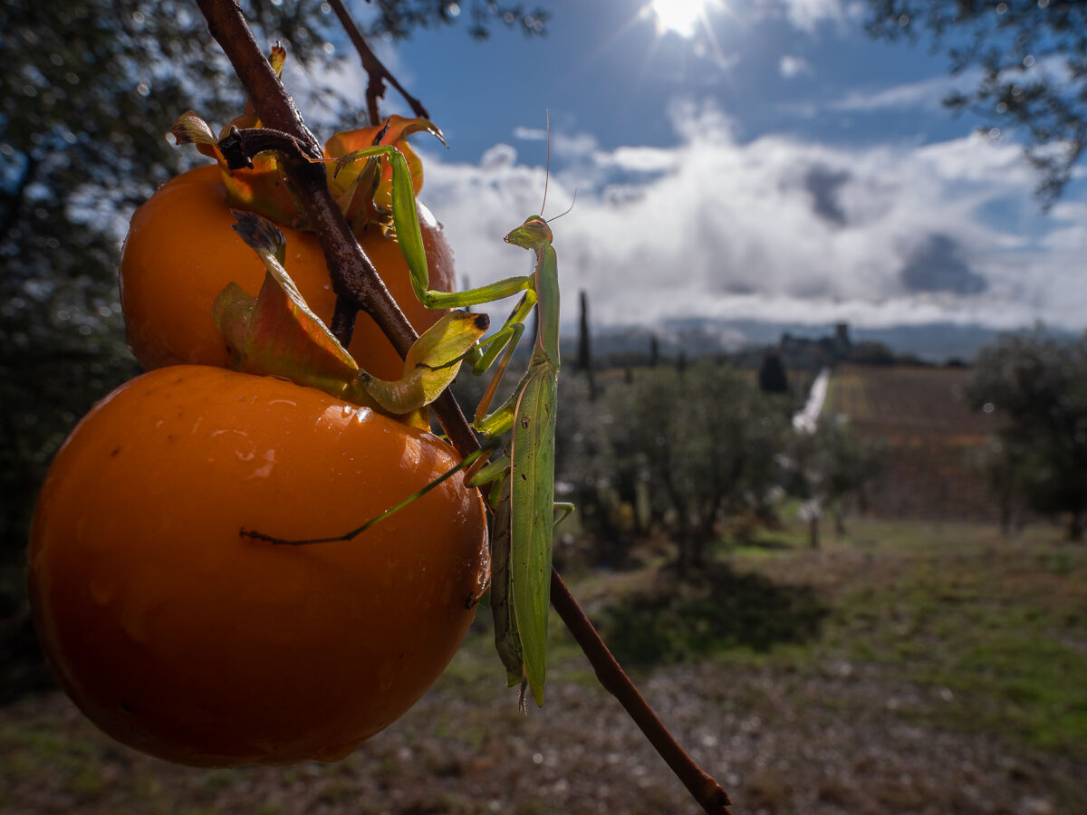 Persimmon in autumn