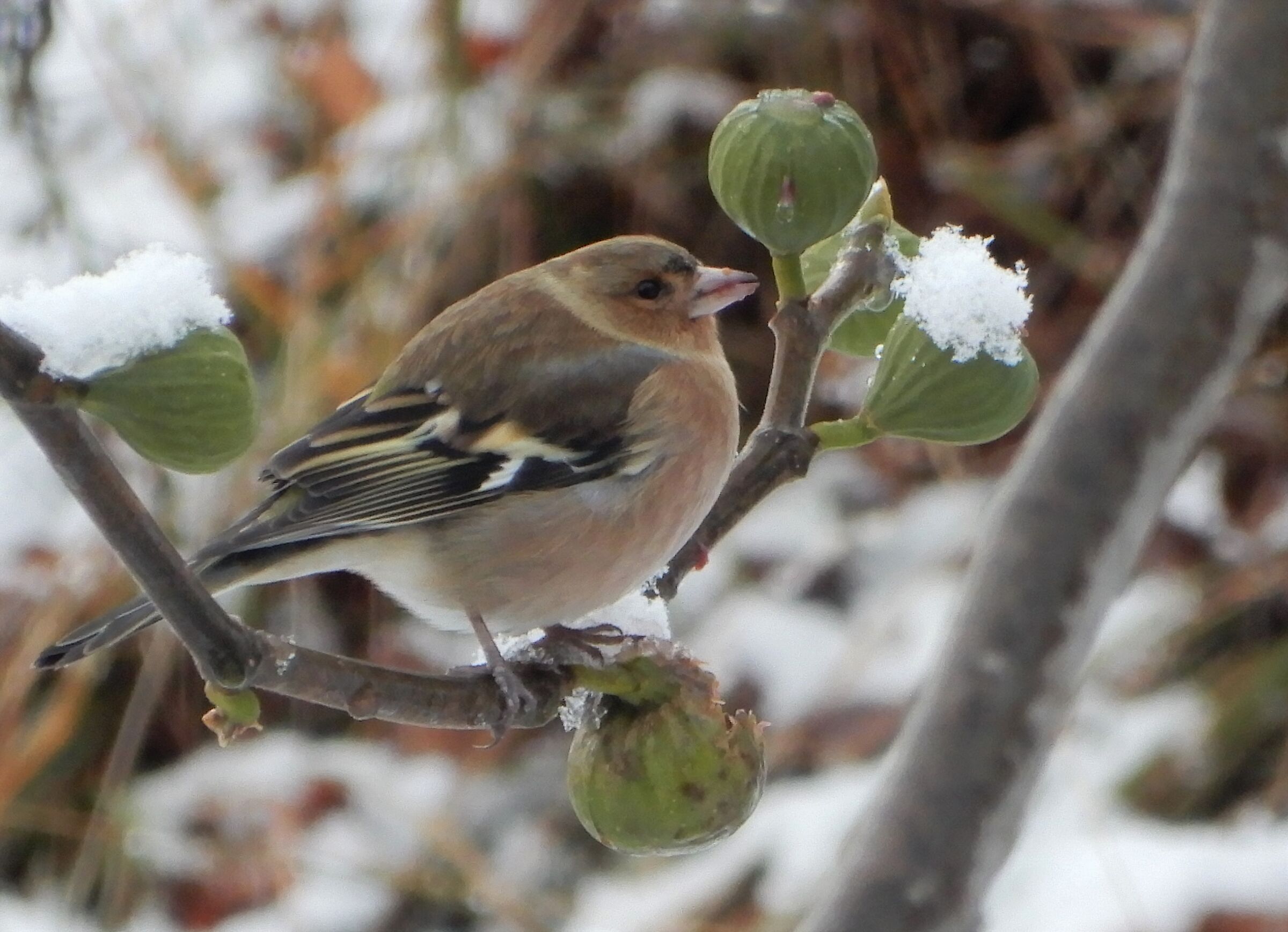 Uccelllino con fichi