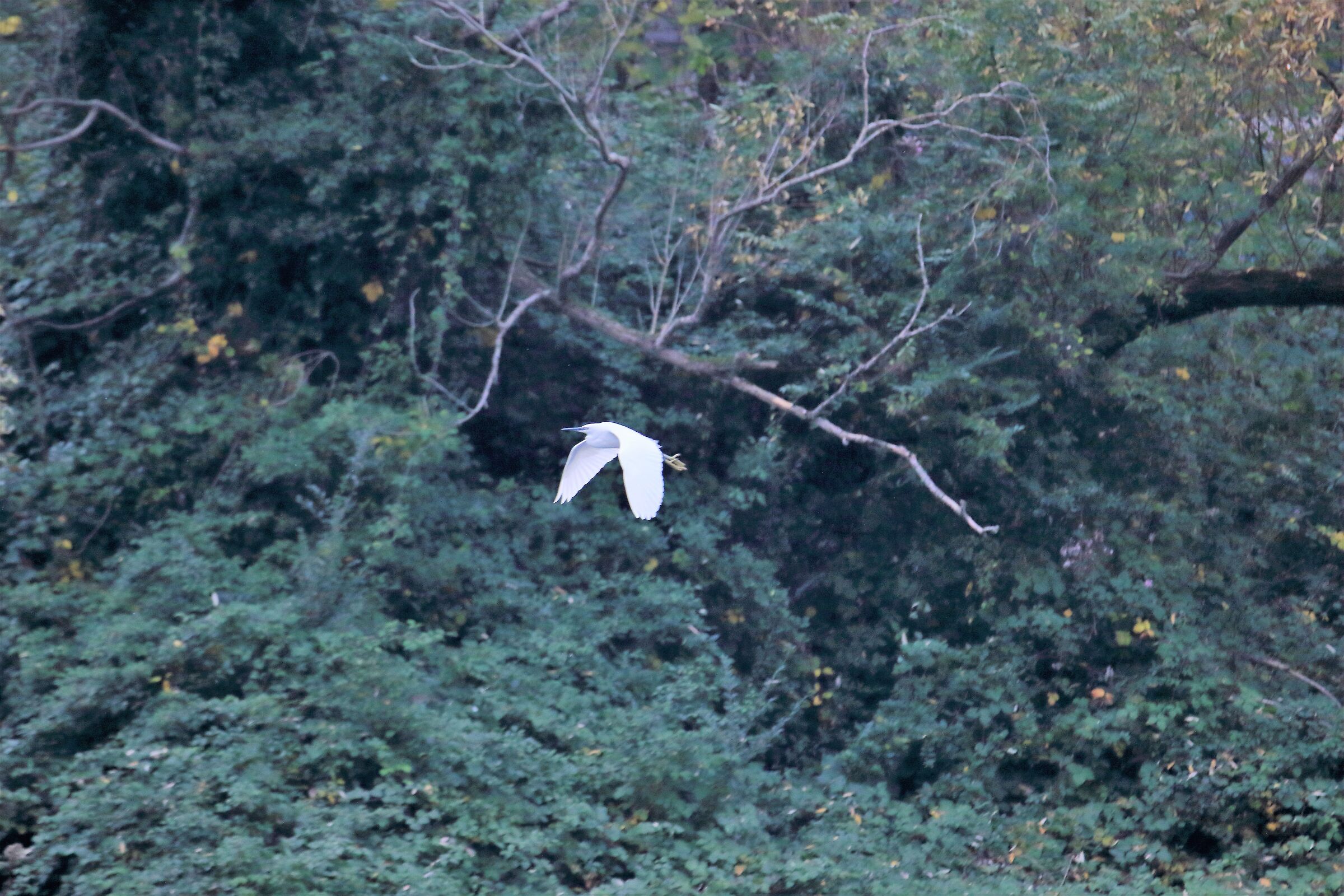 egret