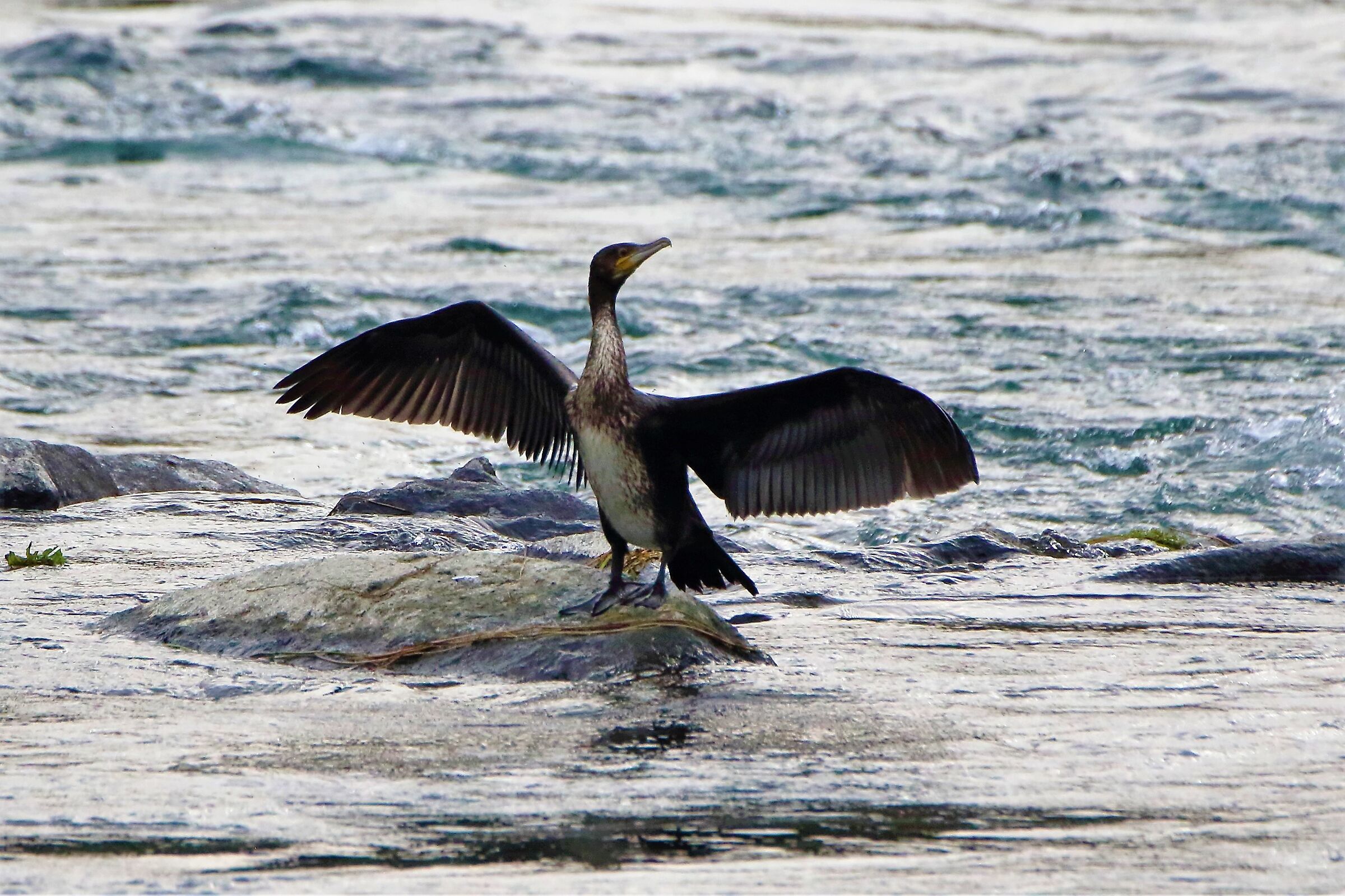 cormorant