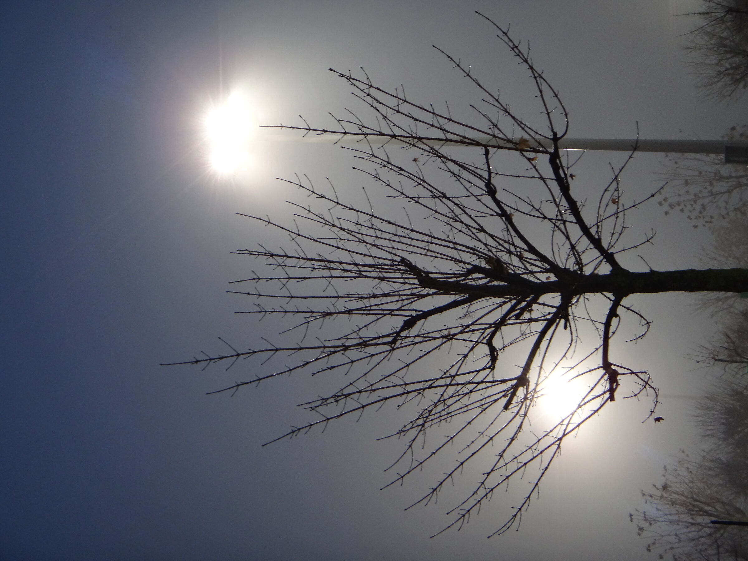 Albero e lampione nella nebbia