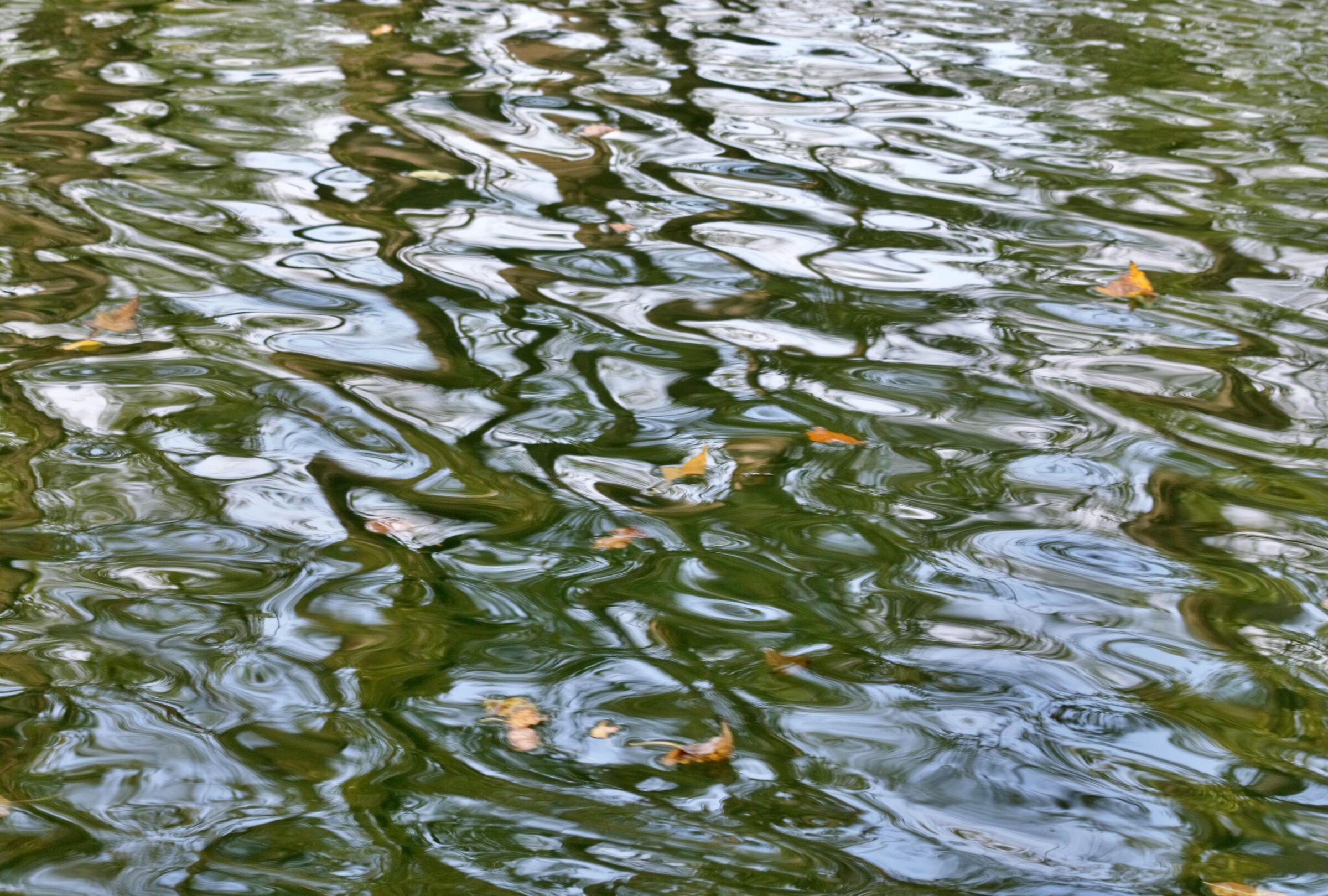 Foglie secche trasportate dal fiume