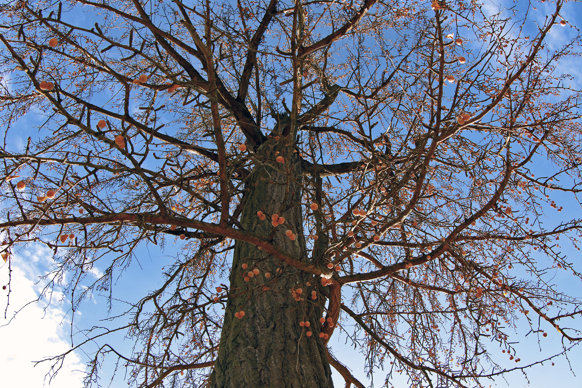 I frutti del Ginkgo Biloba
