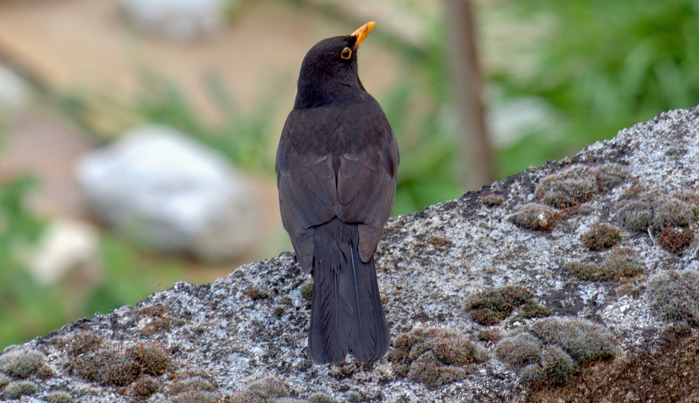 Blackbird on gutter