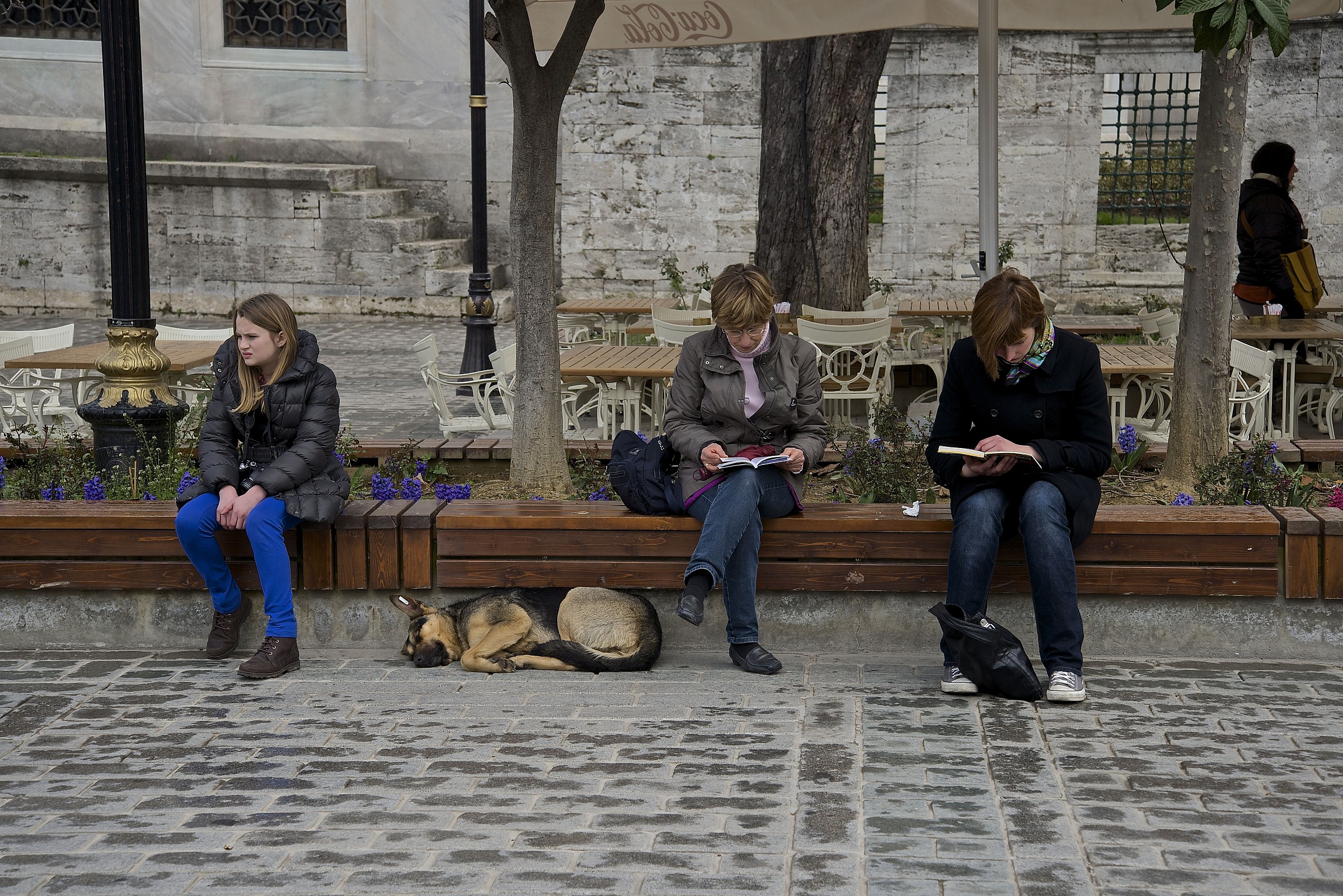 i cani di Santa Sofia