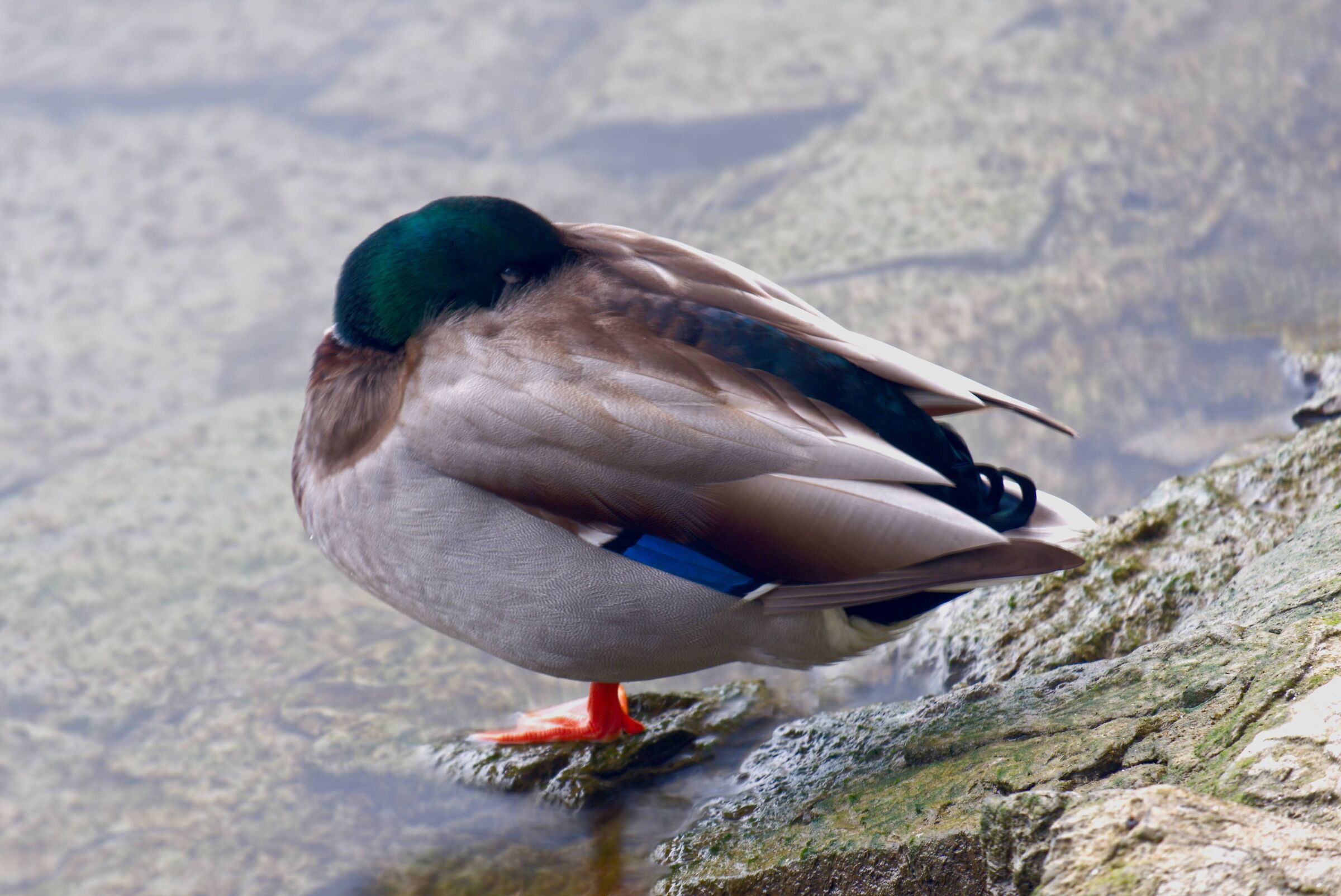 Mallard at rest