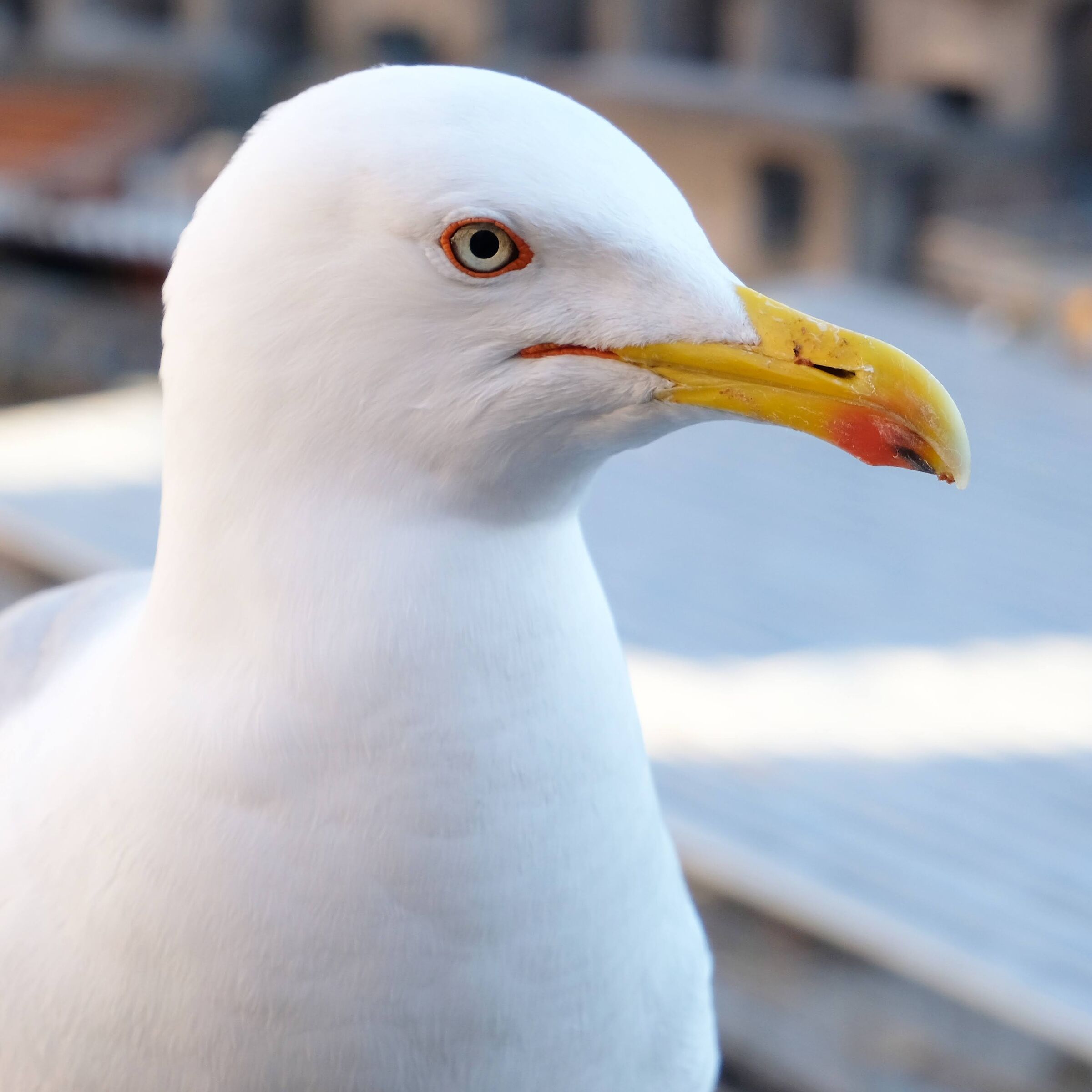 seagull posing