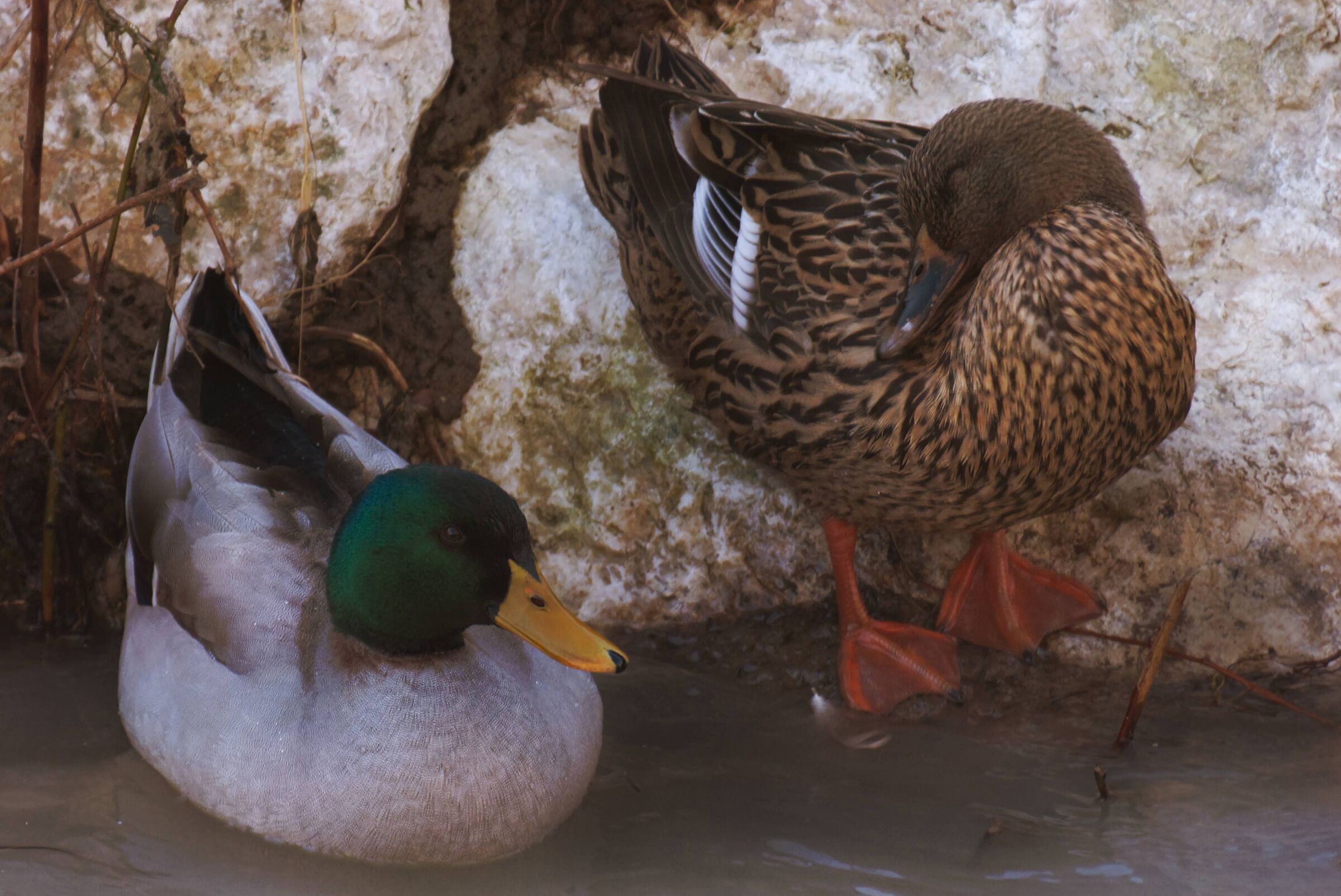 pair of mallard (flirt)