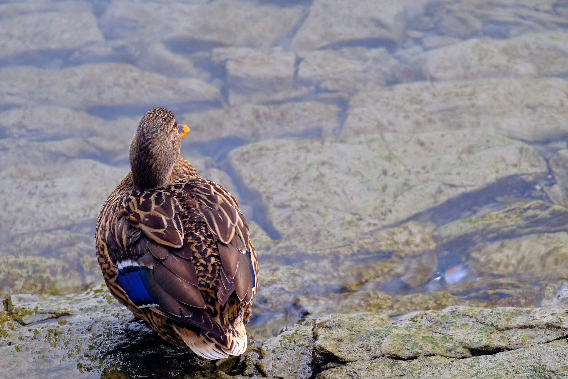 Mallard on the lake observing the panorama