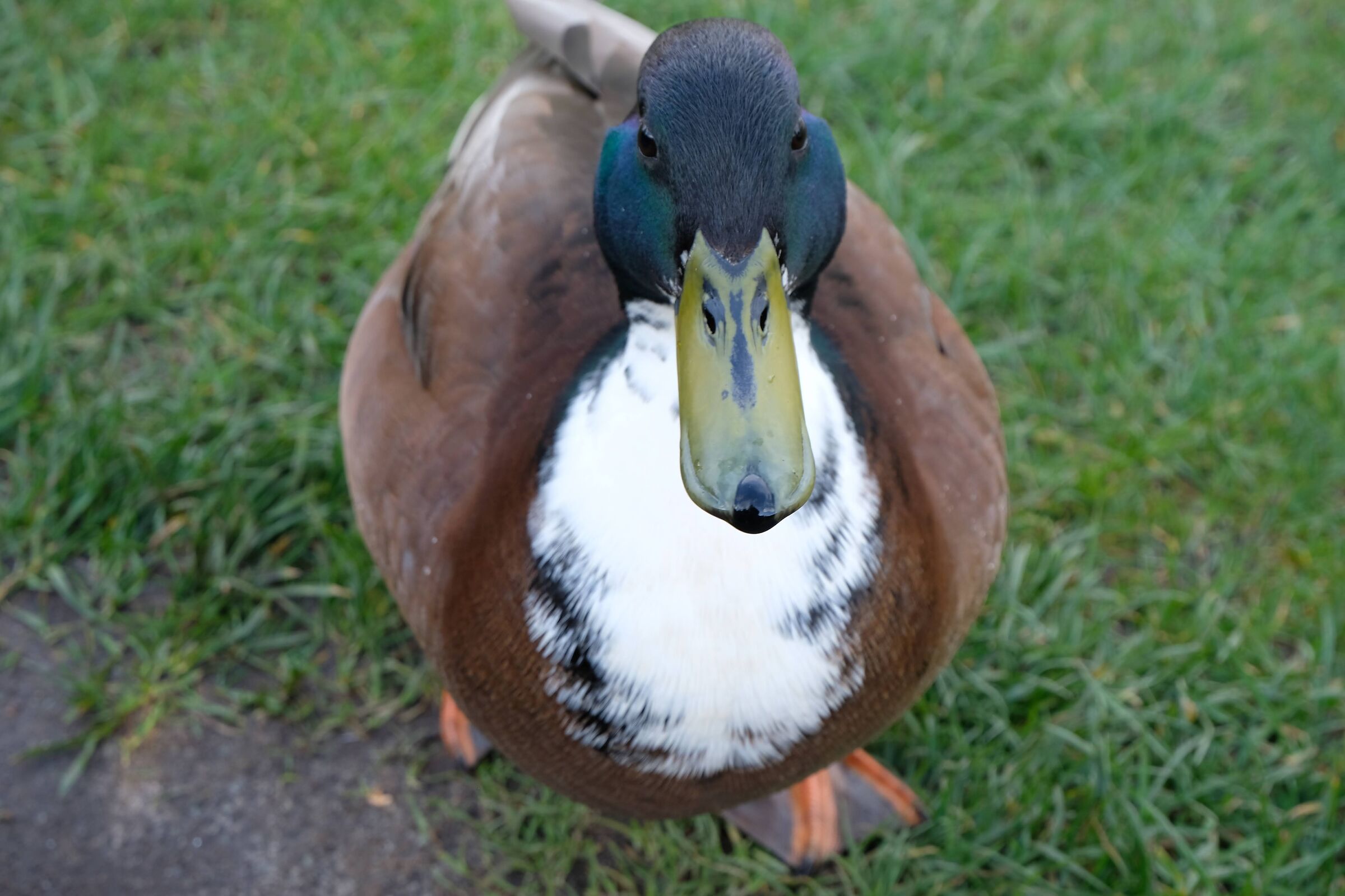 Curious Mallard
